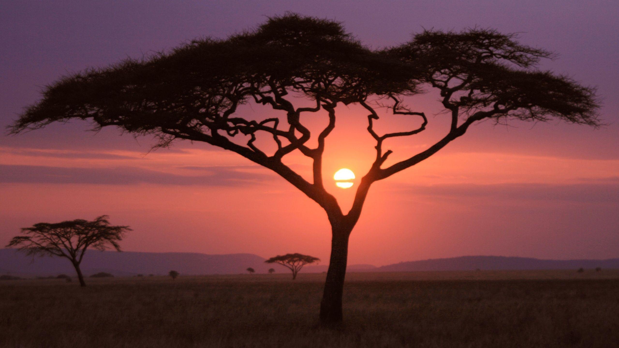 2560x1440 African Sunset Wallpaper in jpg format for free download