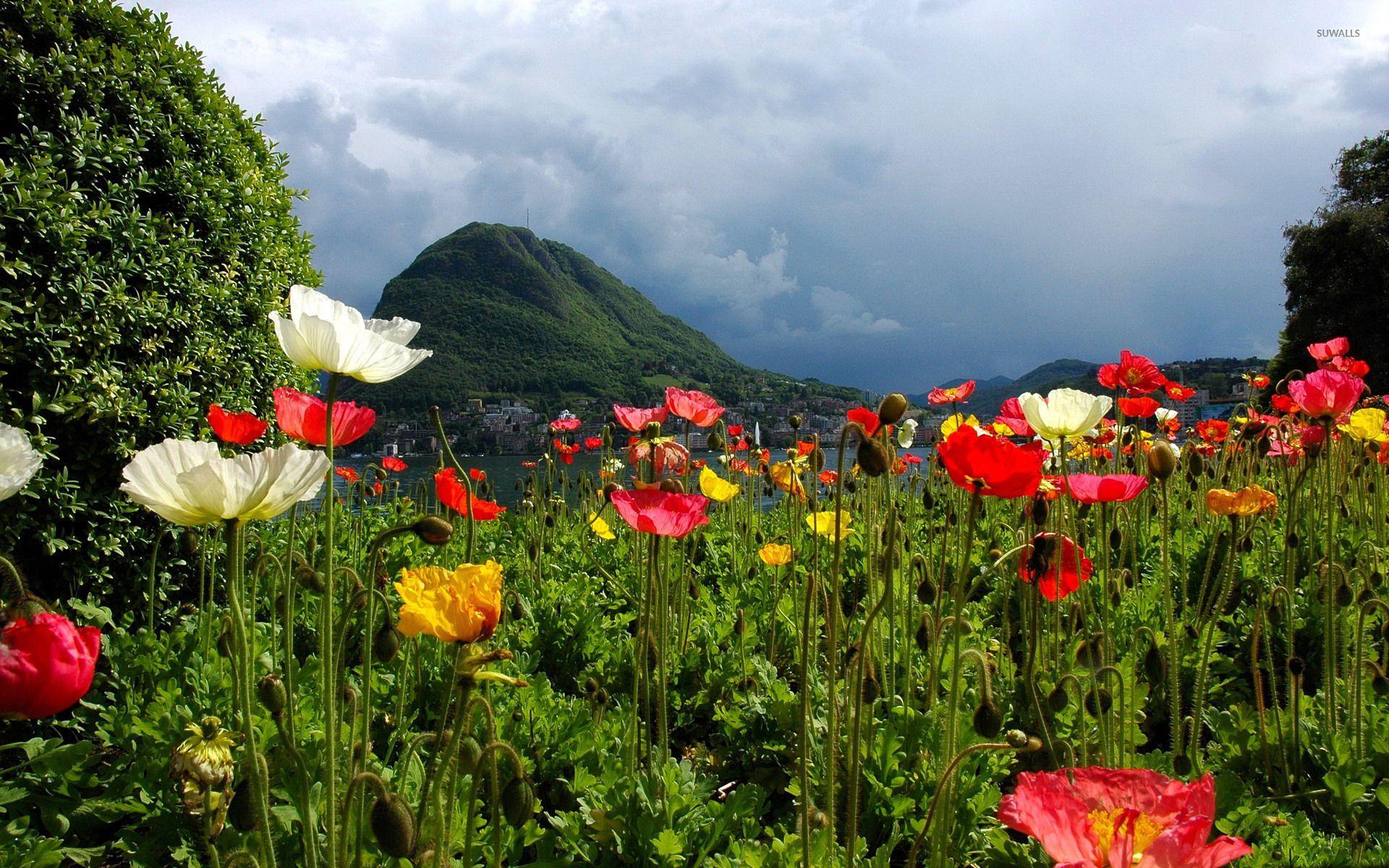 1920x1200 Lovely poppy field by the lake wallpaper wallpaper