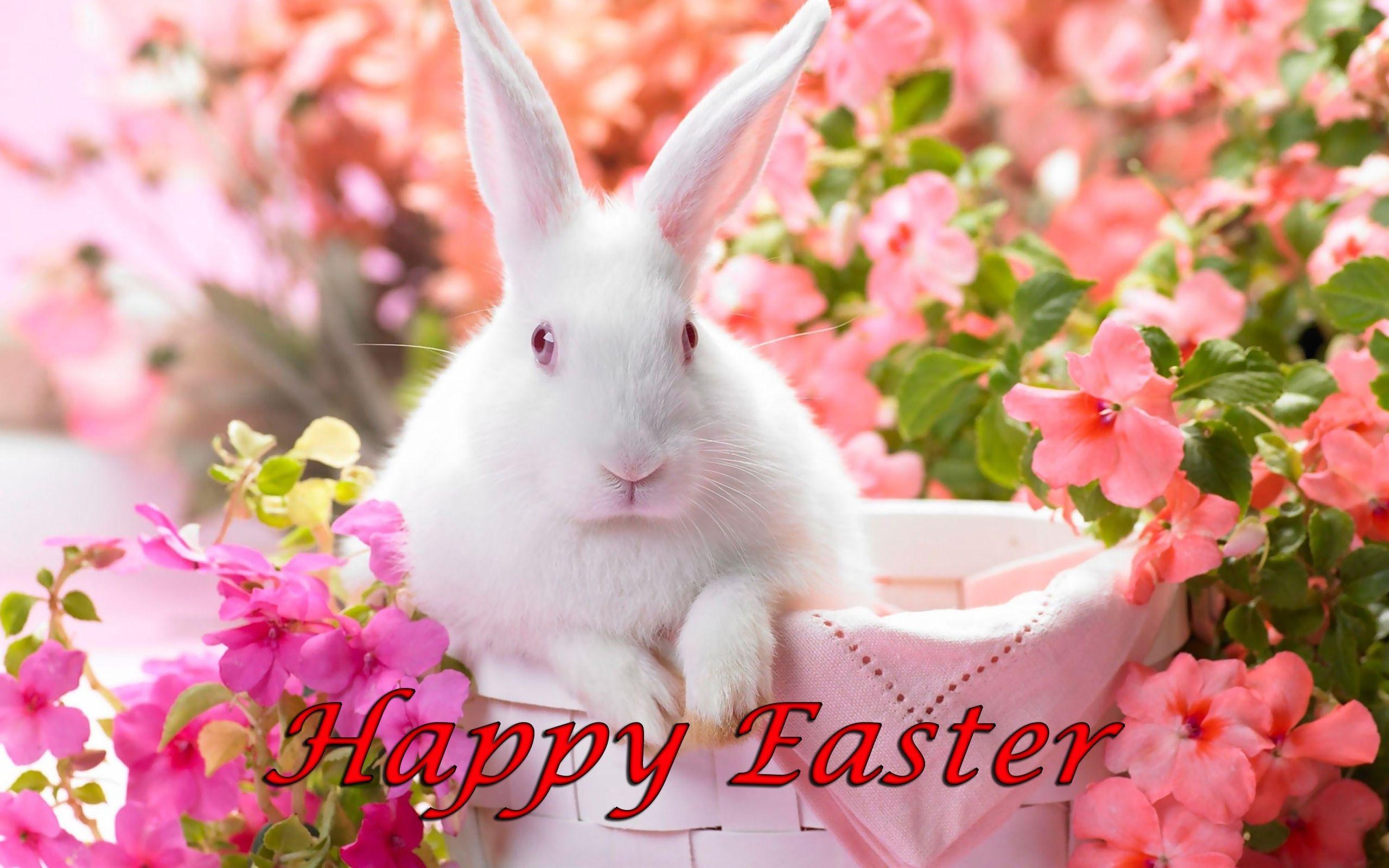 2560x1600 Happy Easter, White Bunny in Basket Surrounded