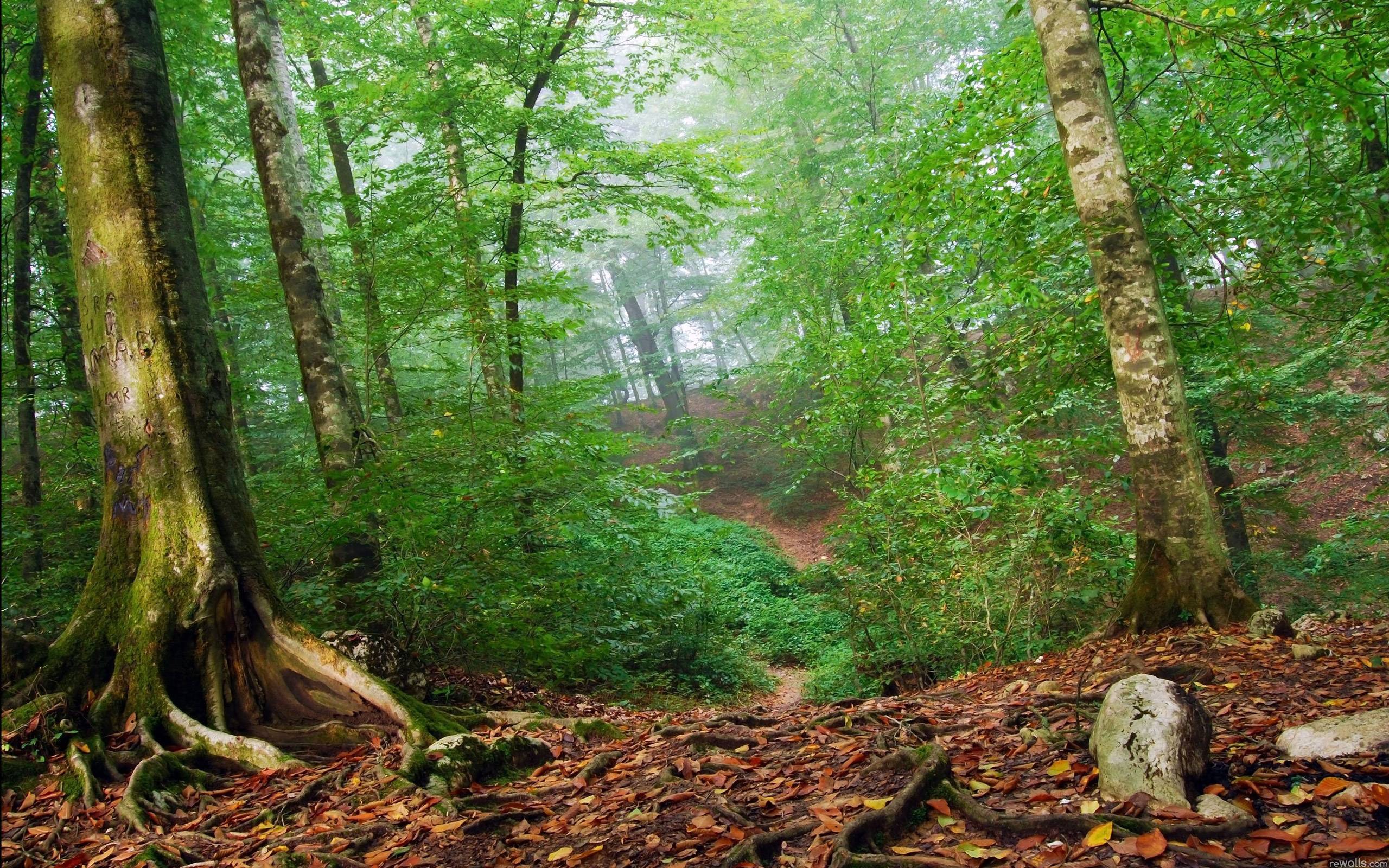 2560x1600 Forest HD Wallpaper
