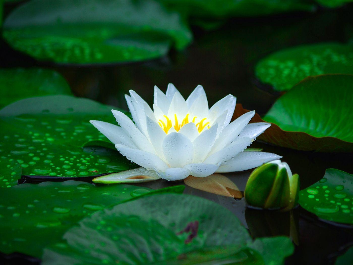 1400x1050 White Water Lily Flower Wallpaper