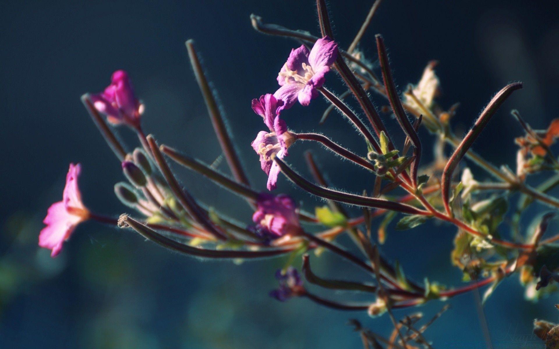 1920x1200 Armenia, Nadia Lake Flower