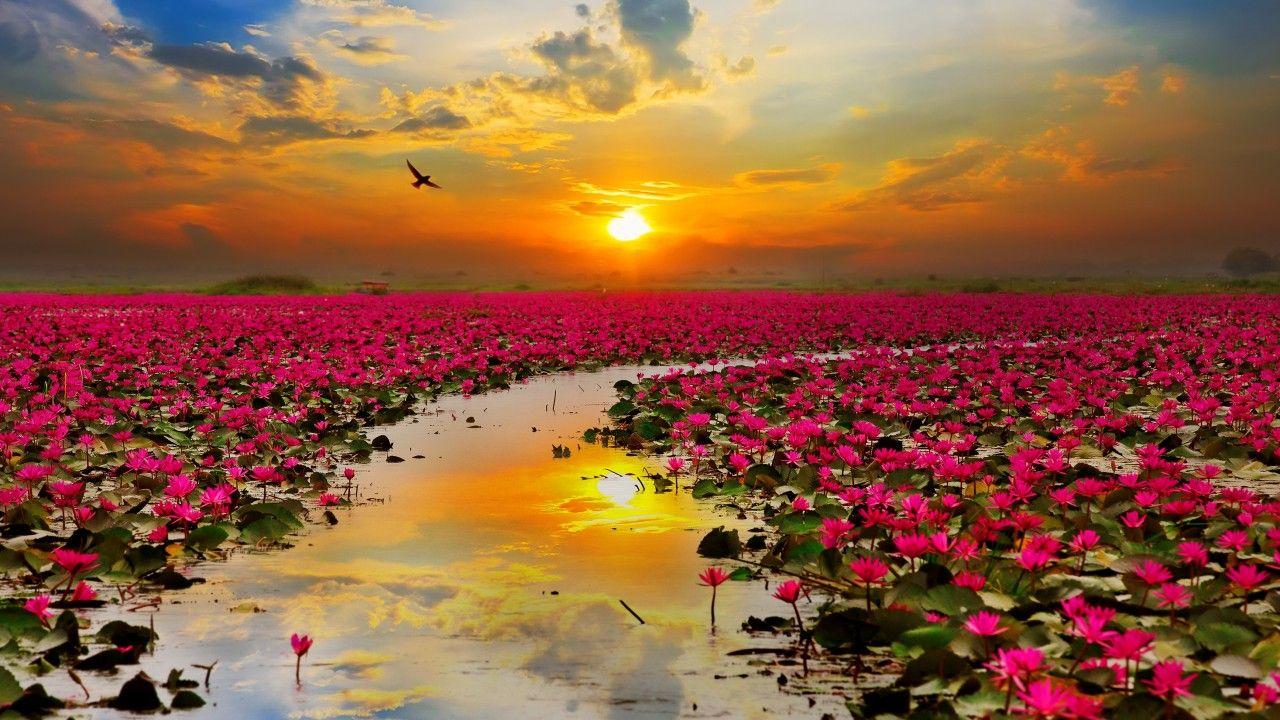 1280x720 Wallpaper Lotus flowers, Sunset, HD, Nature