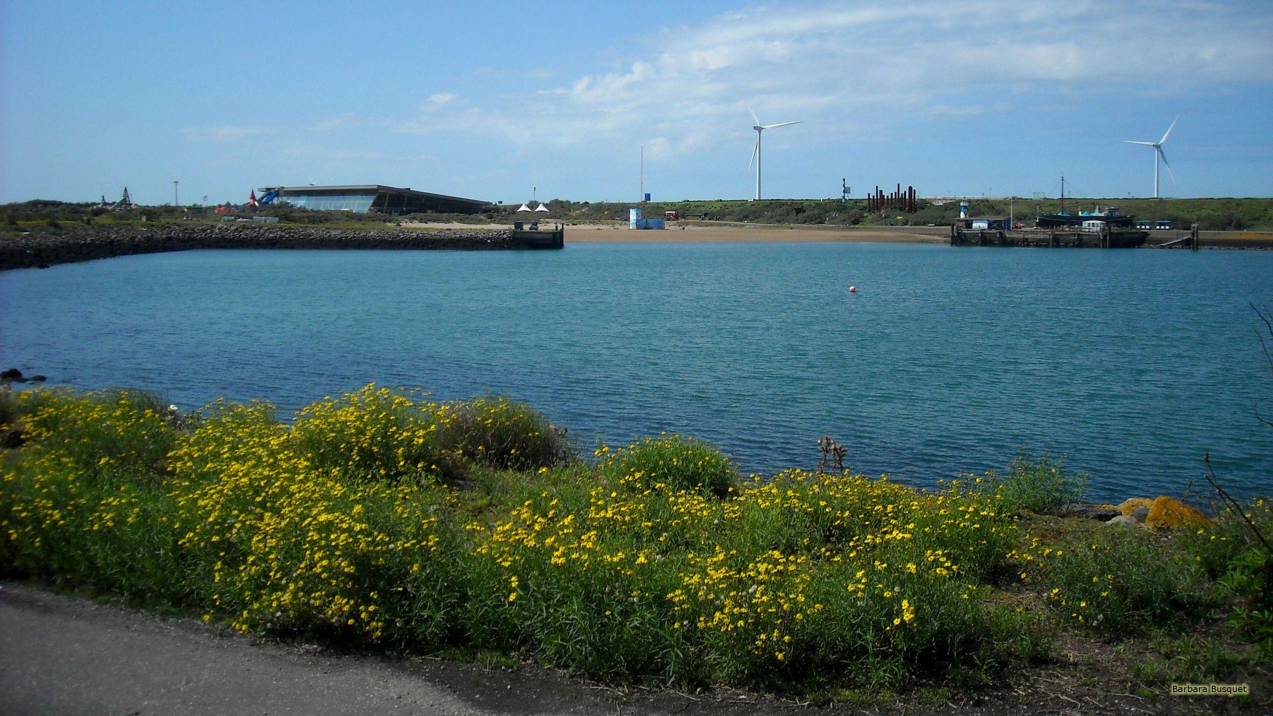 2560x1440 Lake and yellow flowers. Barbaras HD Wallpaper