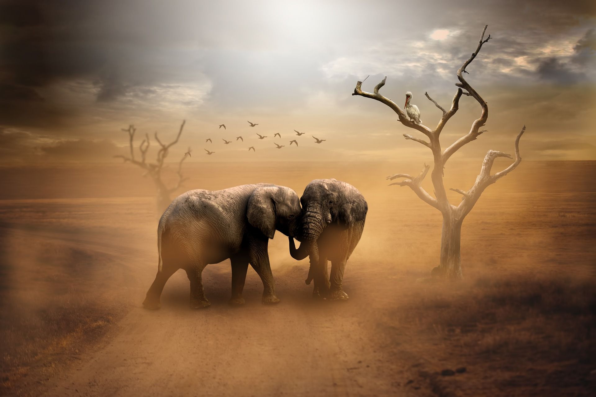 1920x1280 Animal African bush elephant HD