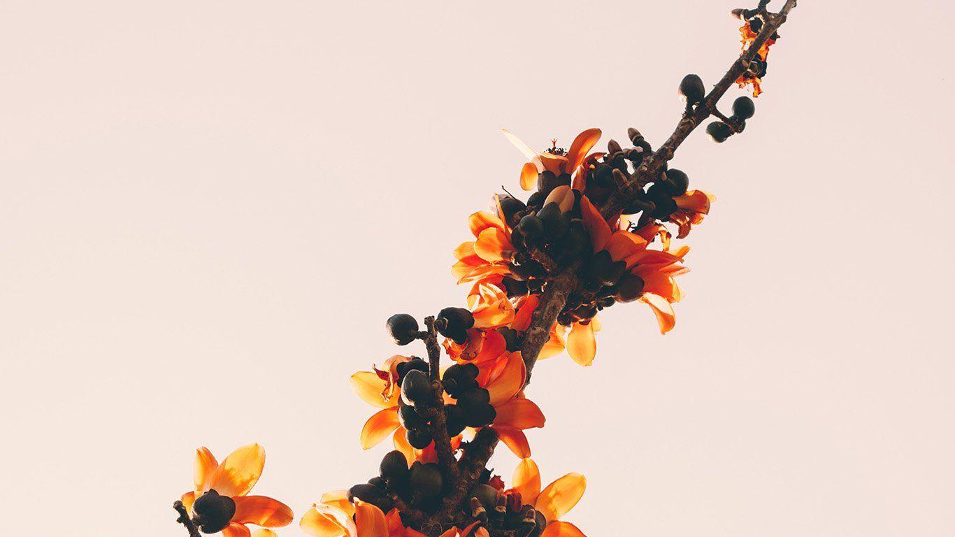 1366x768 wallpaper for desktop, laptop. flower tree red nature simple