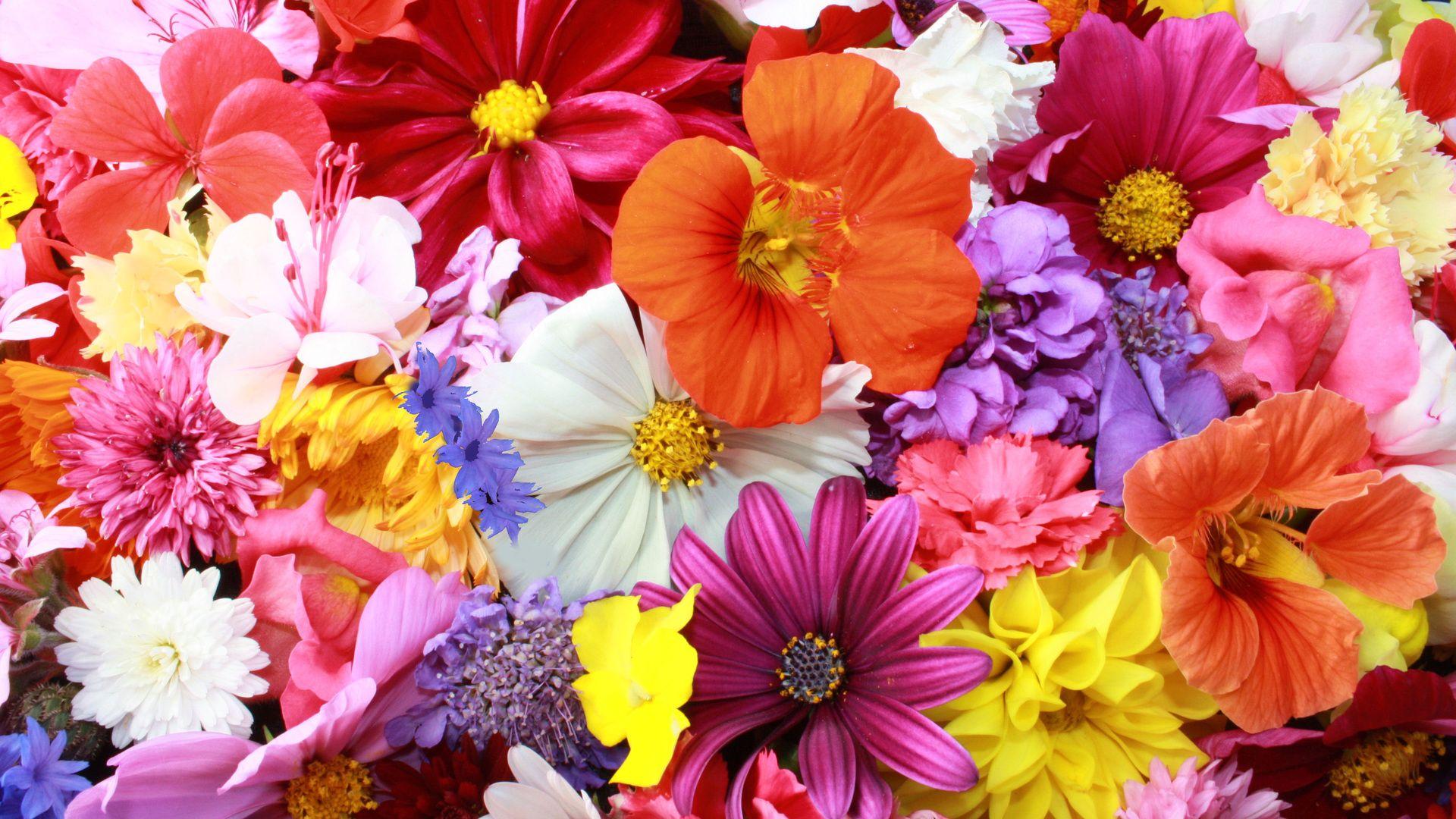 1920x1080 Colorful HD Flowers Laptop Full HD 1080P HD 4k
