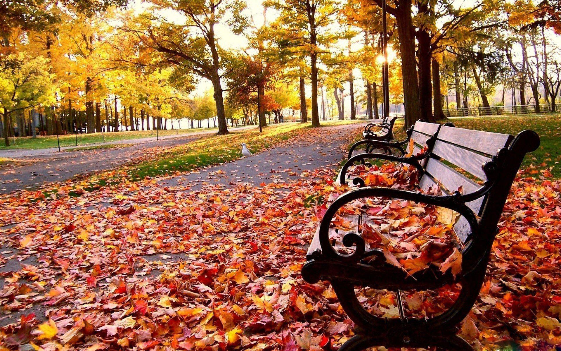 Fall Laptop Wallpapers - Top Free Fall Laptop Backgrounds - WallpaperAccess