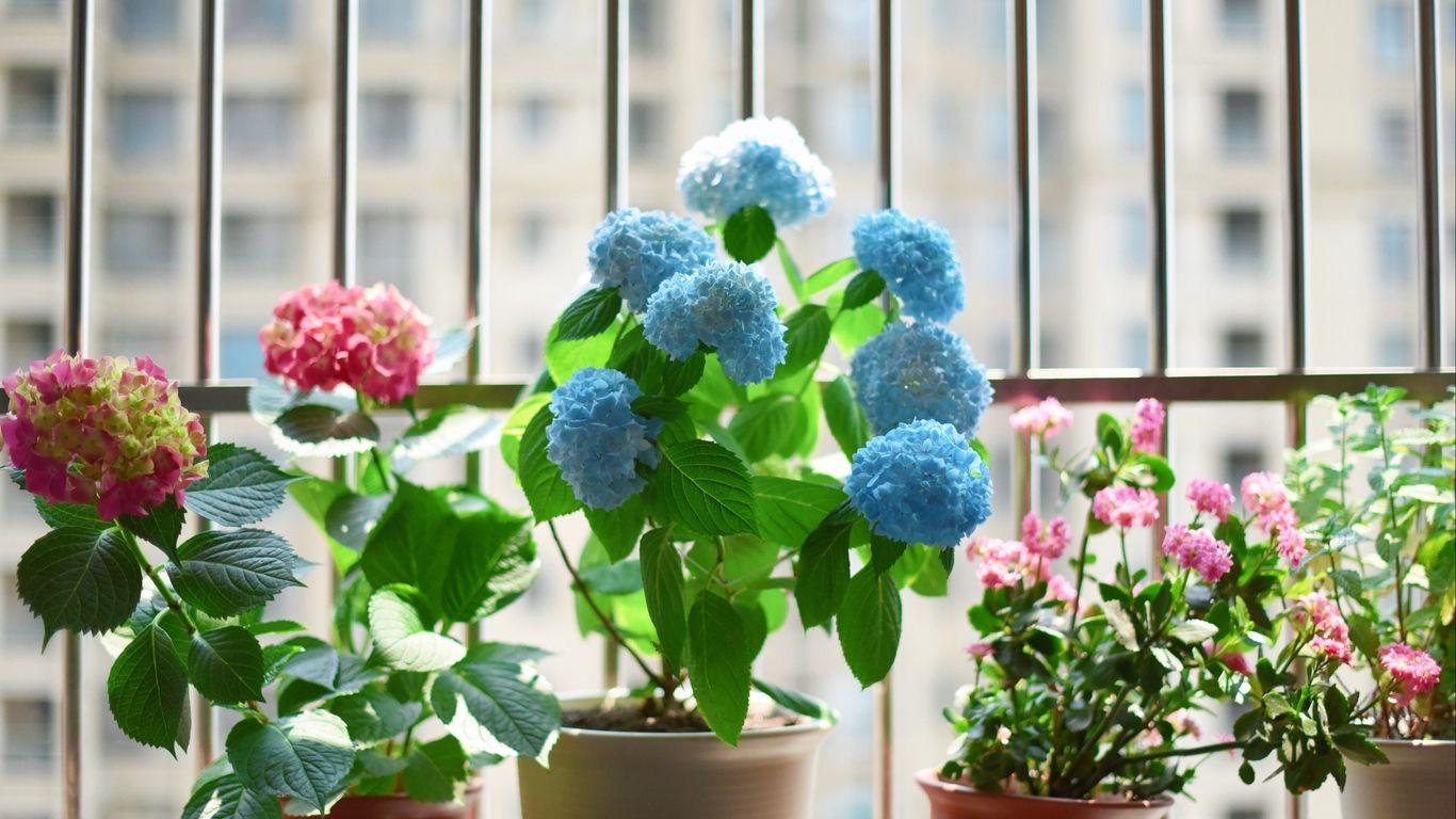 1366x768 Download wallpaper 1366x768 flowers, pot, houseplant tablet