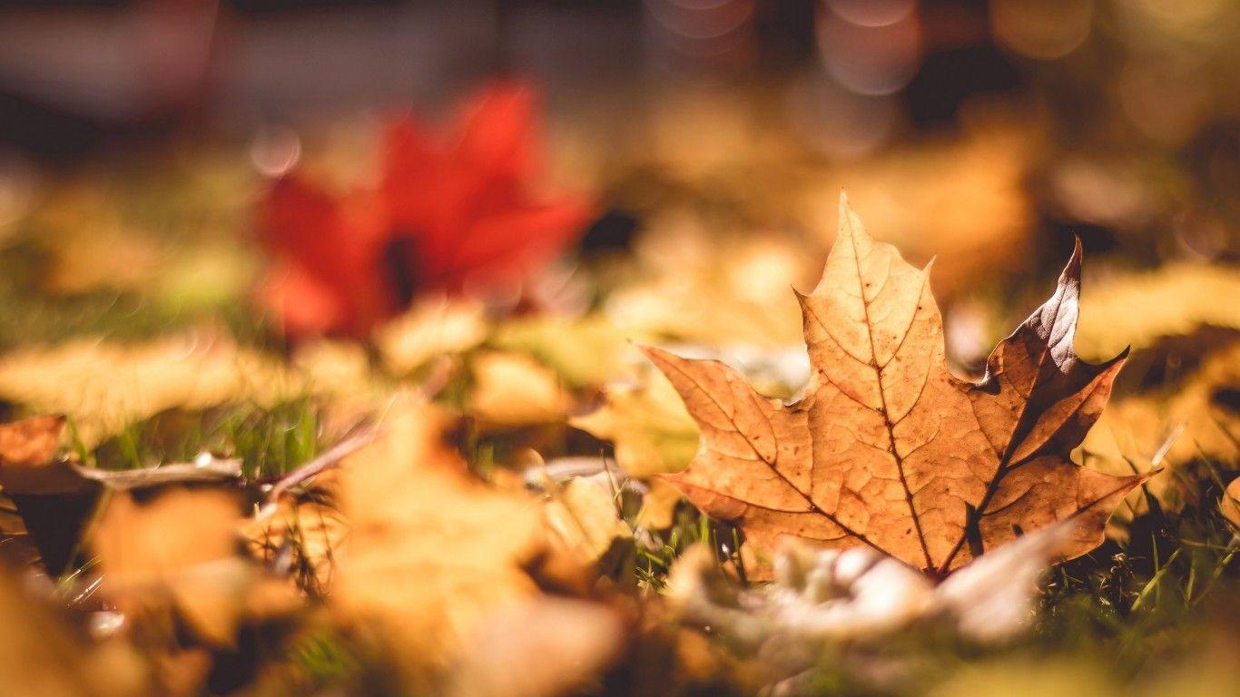 1366x768 Tải xuống 1366x768 Mùa thu, Lá, Macro, Bokeh, Mùa thu https://wallpaperaccess.com/full/1226052.jpg