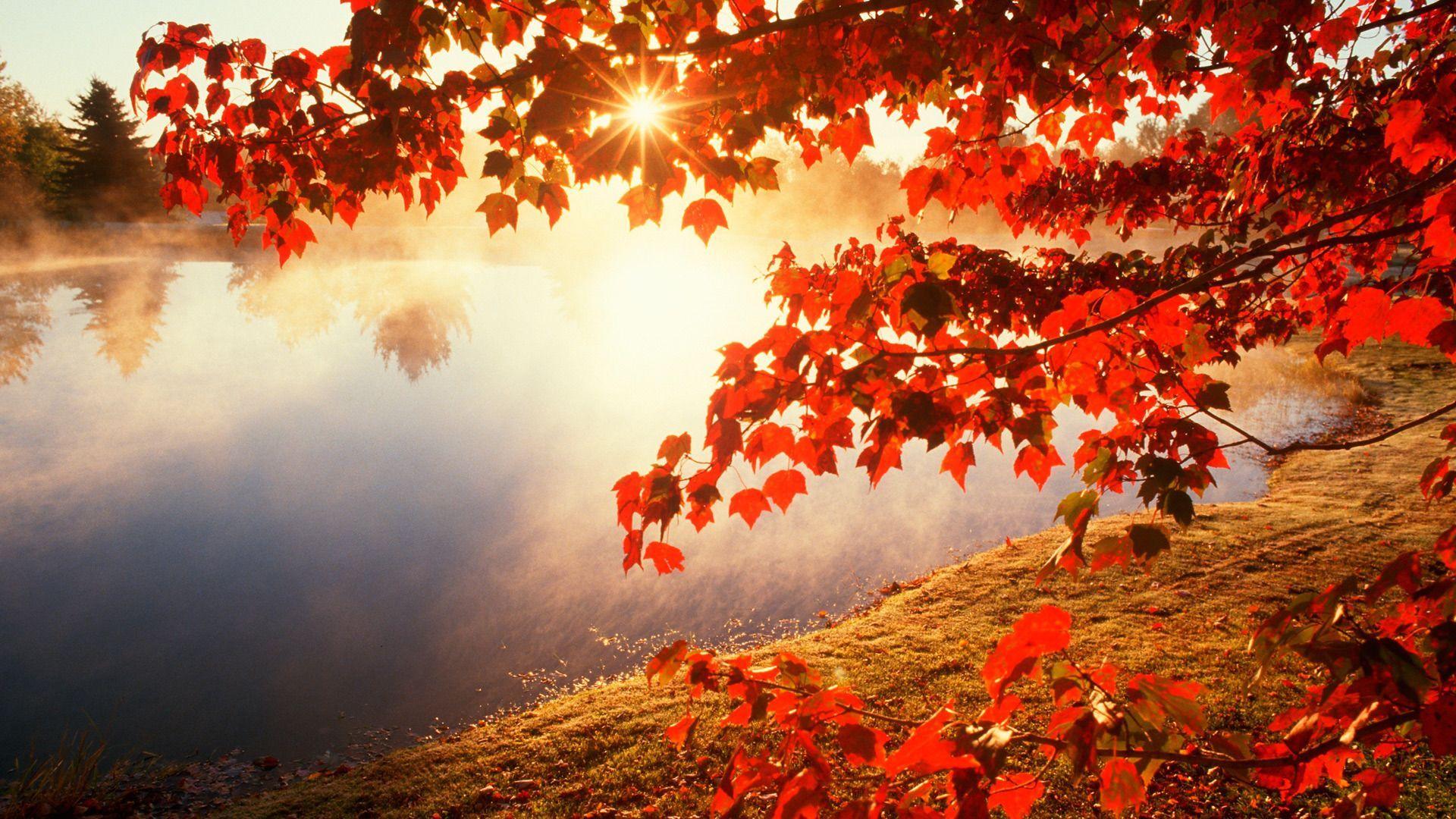 1920x1080 Hình nền mùa thu tải xuống miễn phí https://wallpaperaccess.com/full/1226114.jpg