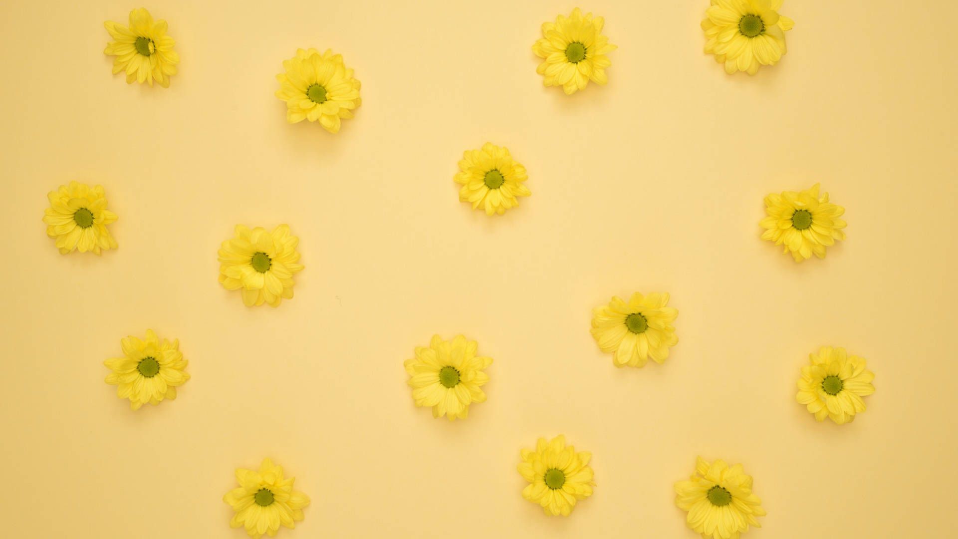 1920x1080 Download Yellow Aesthetic Flowers