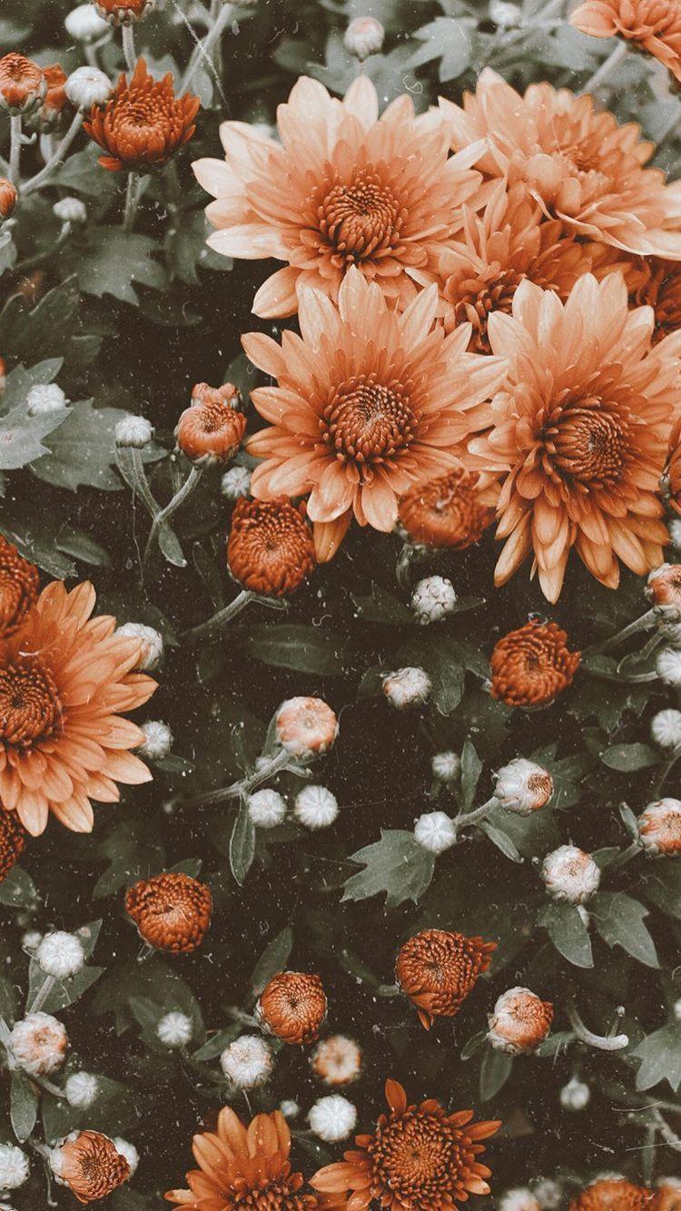 Flower Aesthetic Vintage Wallpapers Top Free Flower Aesthetic Vintage Backgrounds Wallpaperaccess