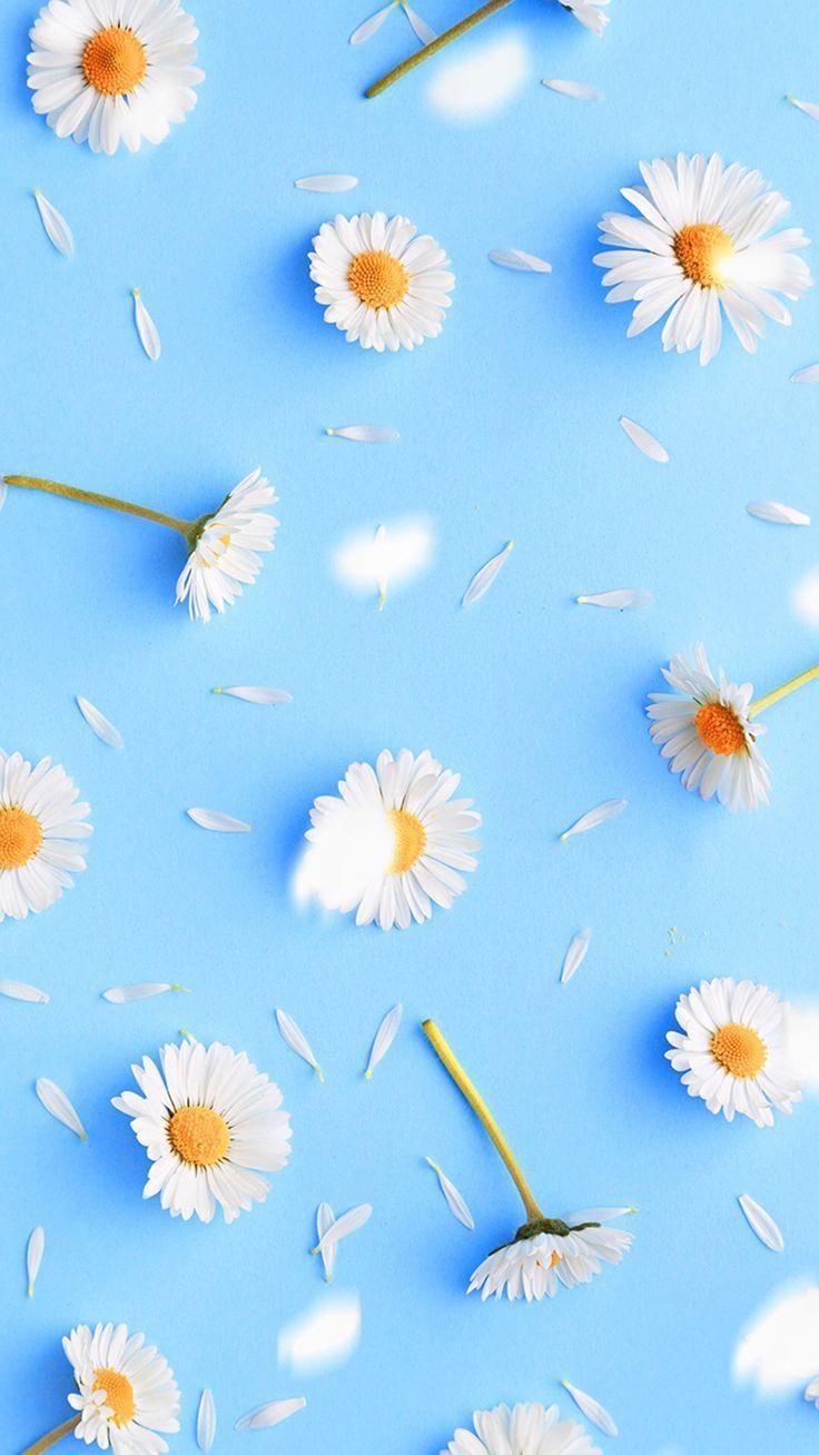 Spring Daisy Iphone Wallpapers Top Free Spring Daisy Iphone Backgrounds Wallpaperaccess