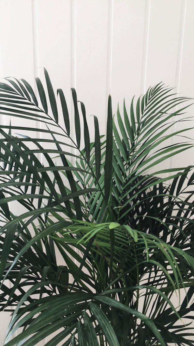 Aesthetic Tumblr Plant Wallpapers - Top Free Aesthetic Tumblr Plant