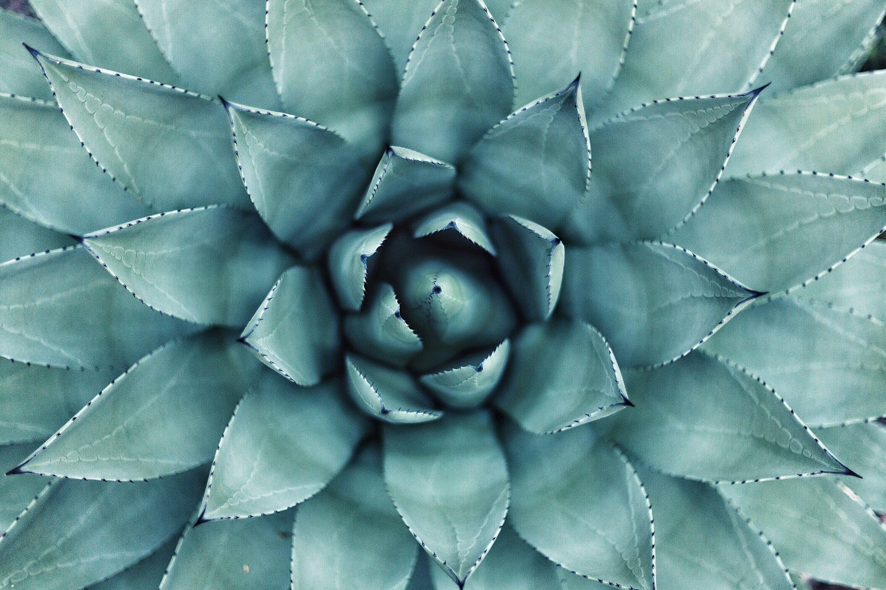 3000x2000 Succulent Picture. Download Free Image