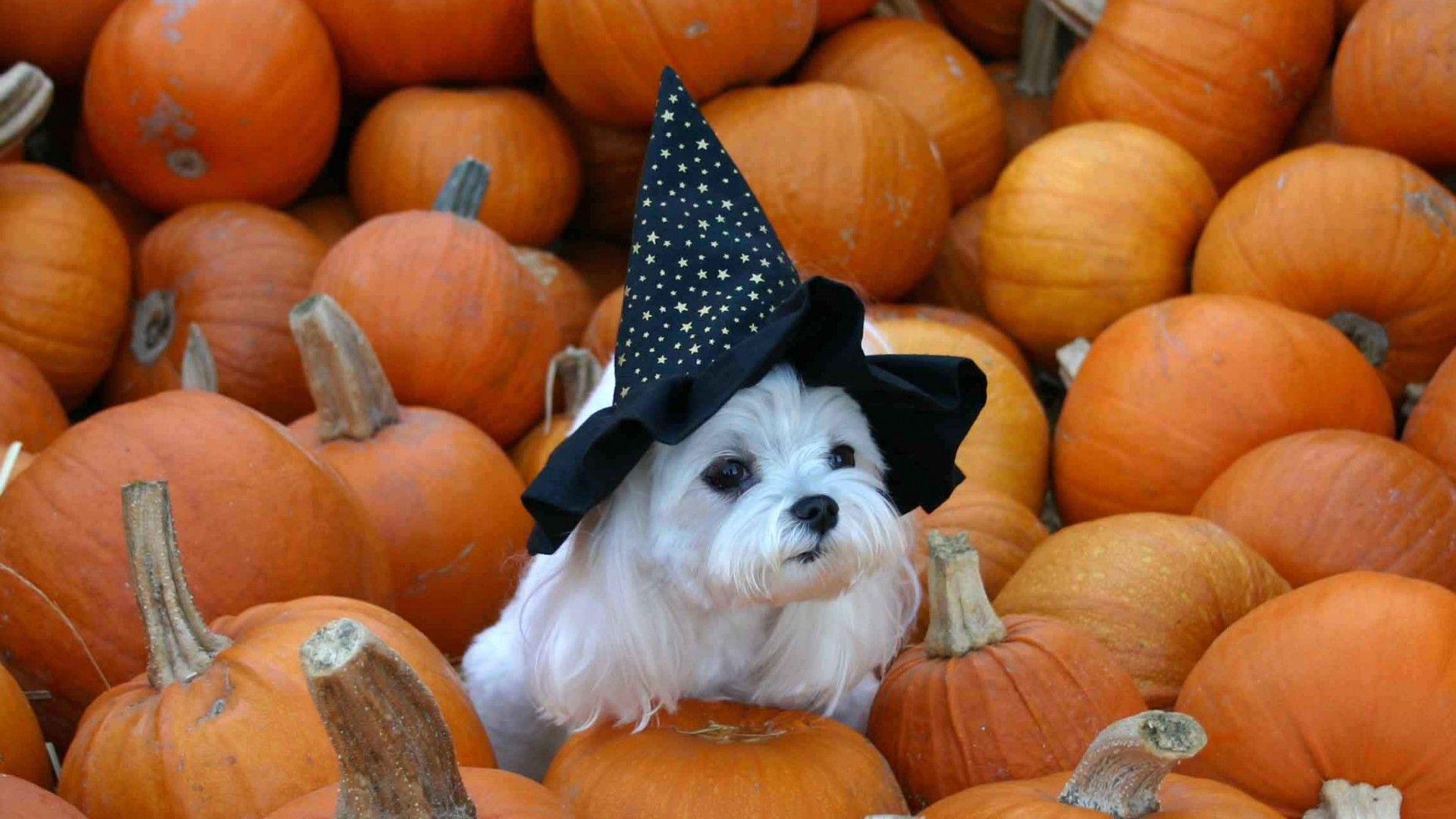 1920x1080 Pretty Halloween Pic by Baha Dickerson on FreshWallpaperZone