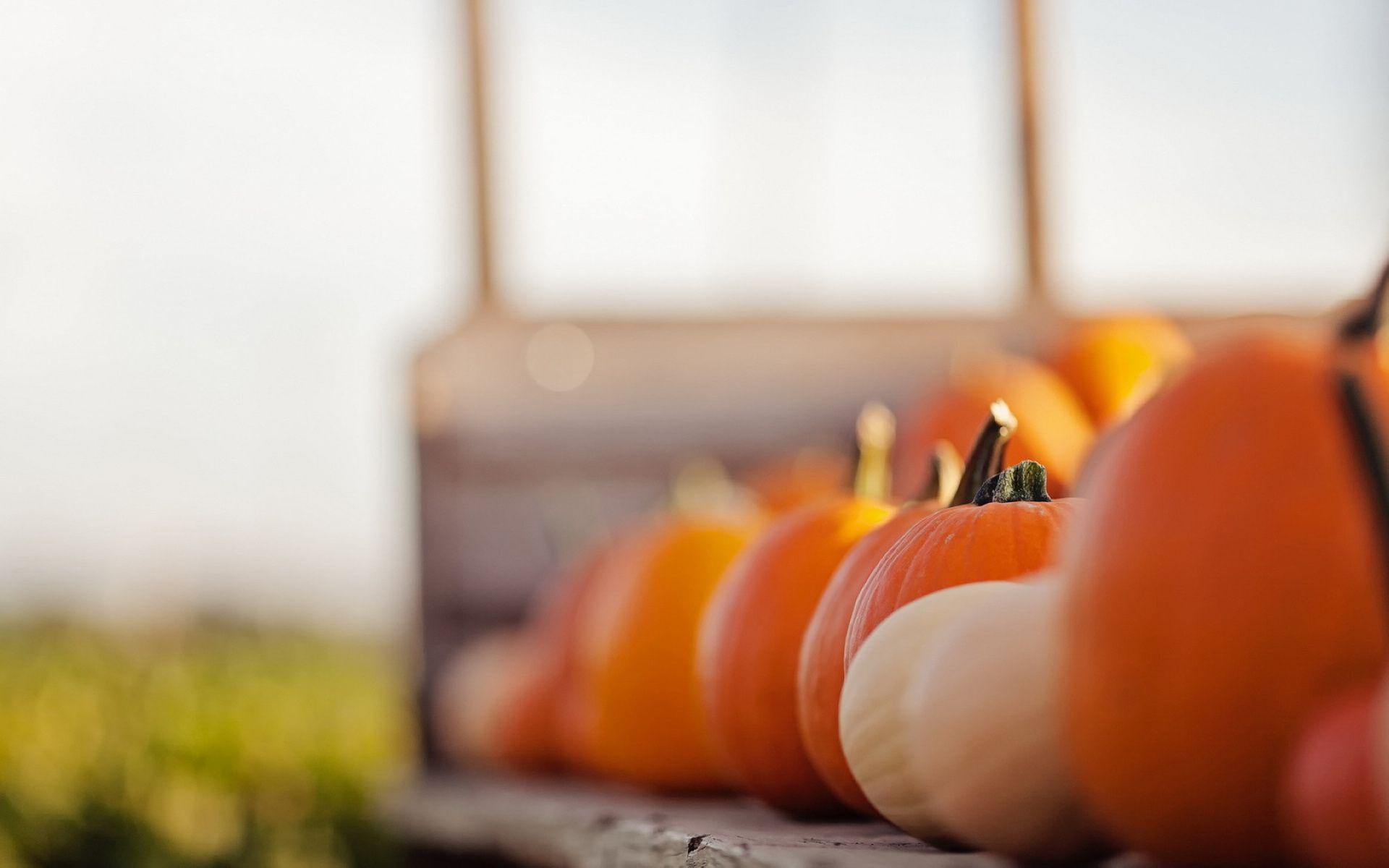 1920x1200 Pumpkin Wallpaper HD 3788 1920 x 1200