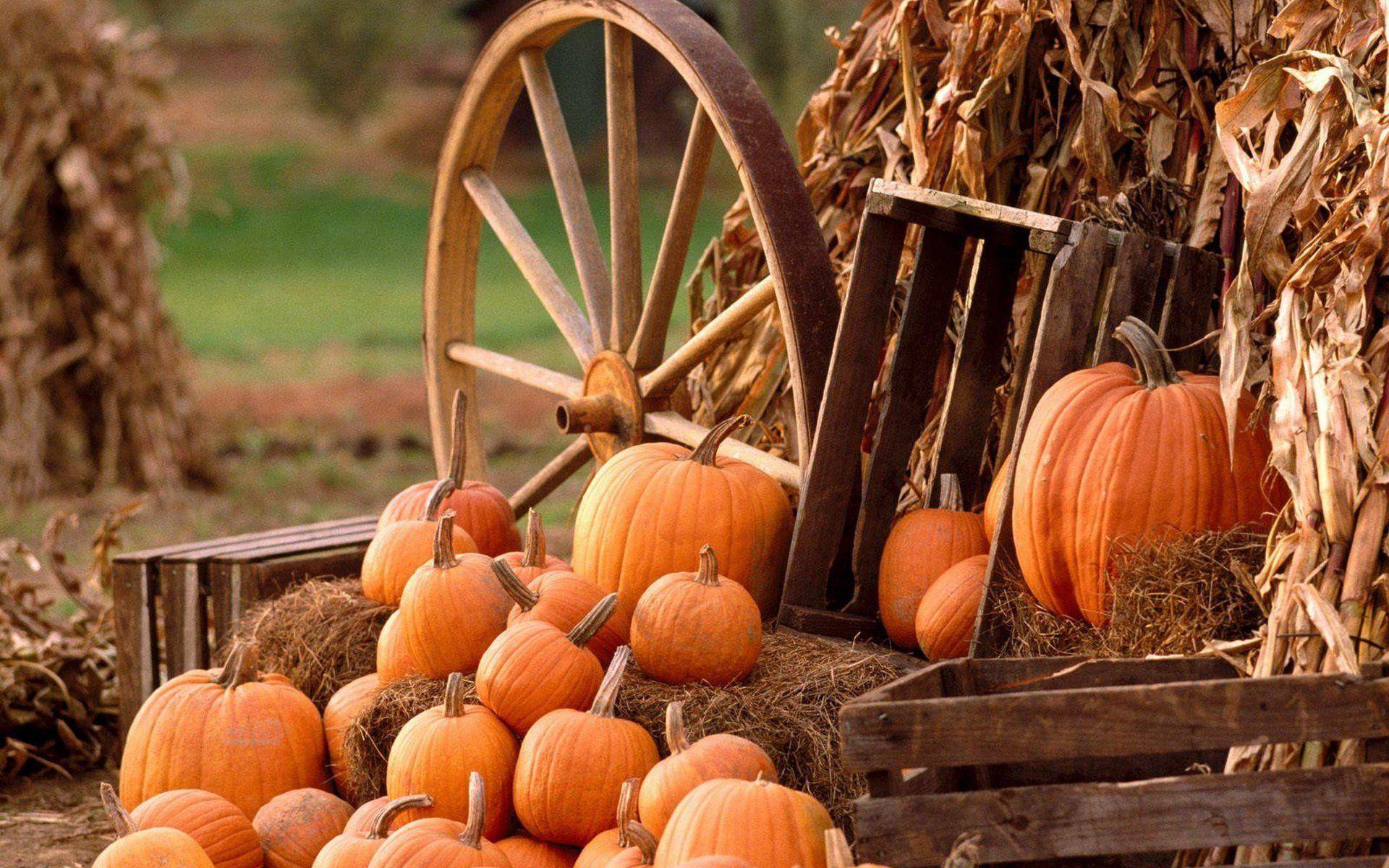 1920x1200 5760x3840 #pumpkin, #pumpkin farm, #fence, #antique