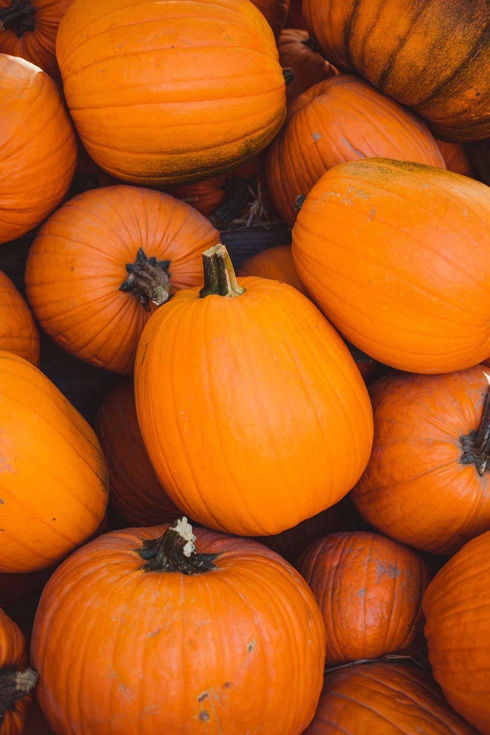 1000x1500 Pumpkin Picture [HD]. Download Free Image