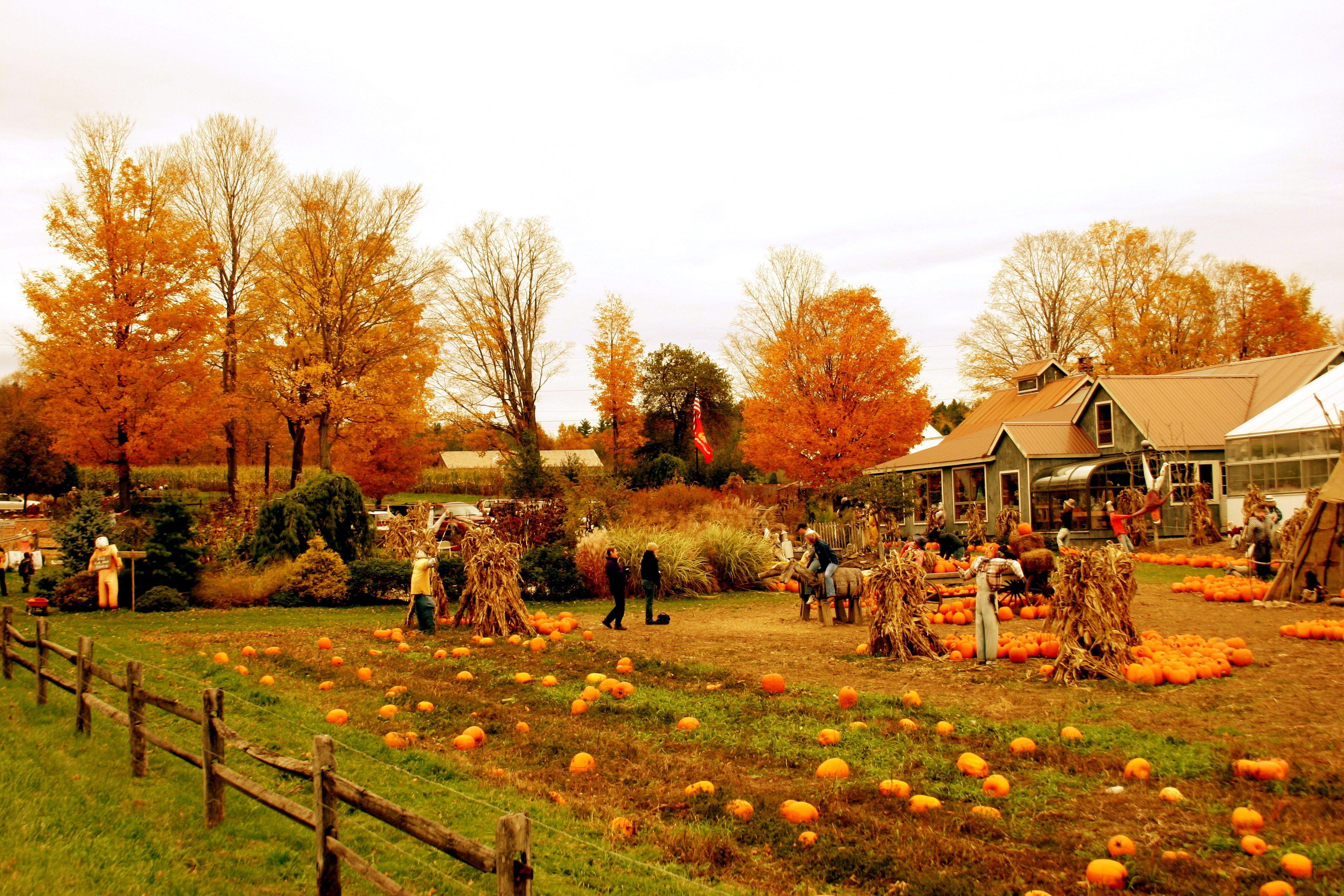 Pumpkin Farm Wallpapers Top Free Pumpkin Farm Backgrounds