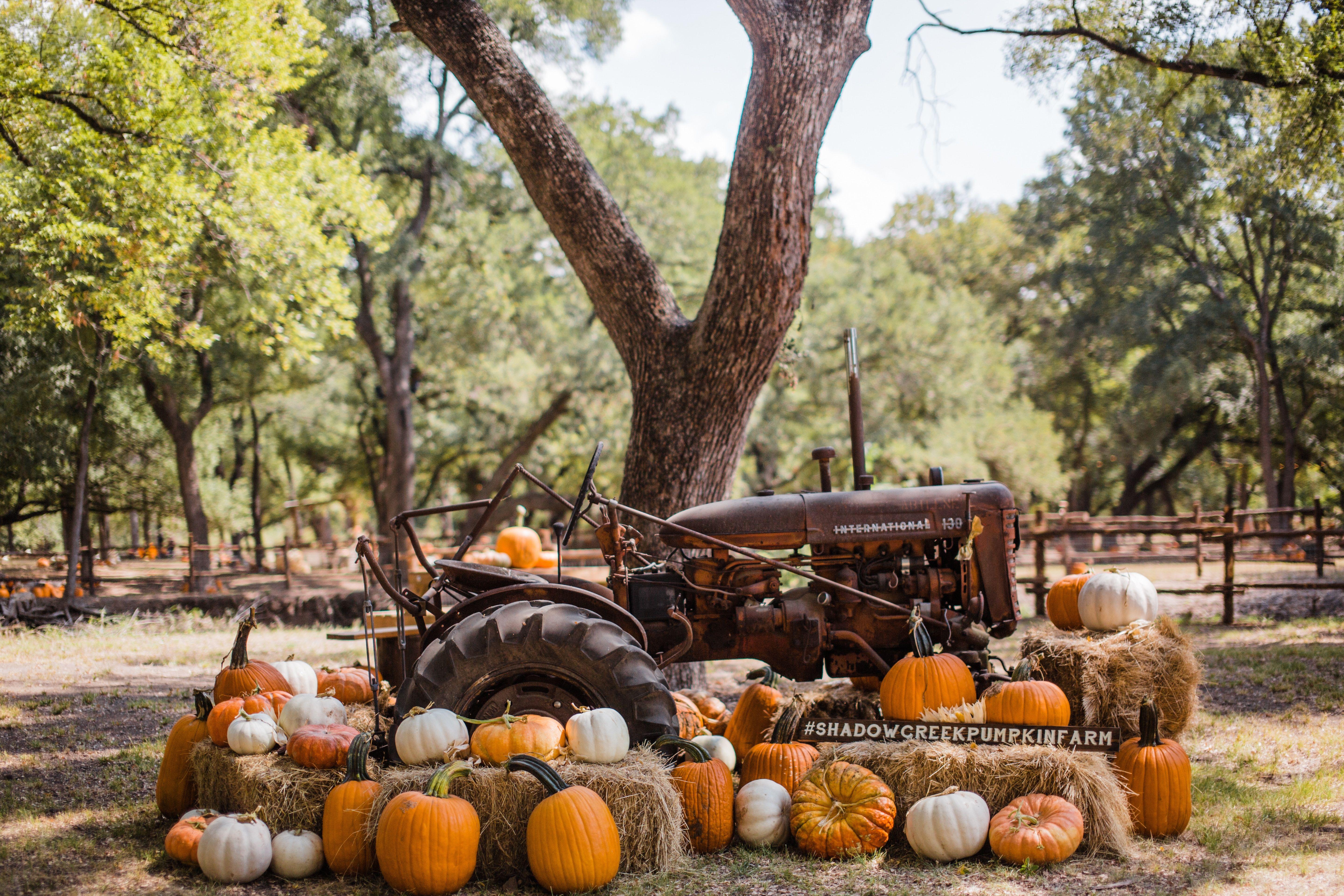 5760x3840 5760x3840 #pumpkin, #pumpkin farm, #fence, #antique