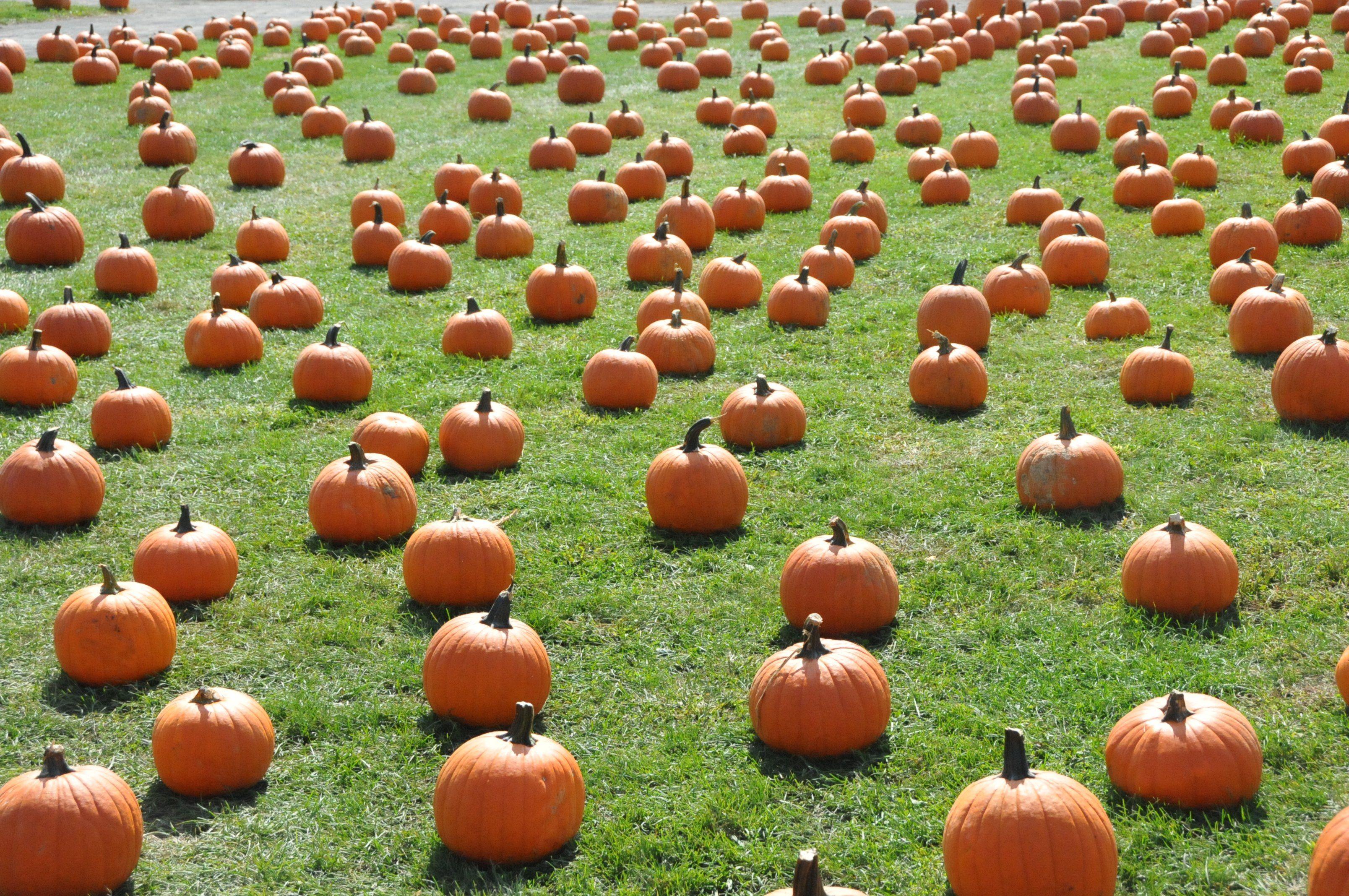 3216x2136 Pumpkin Farm Wallpaper
