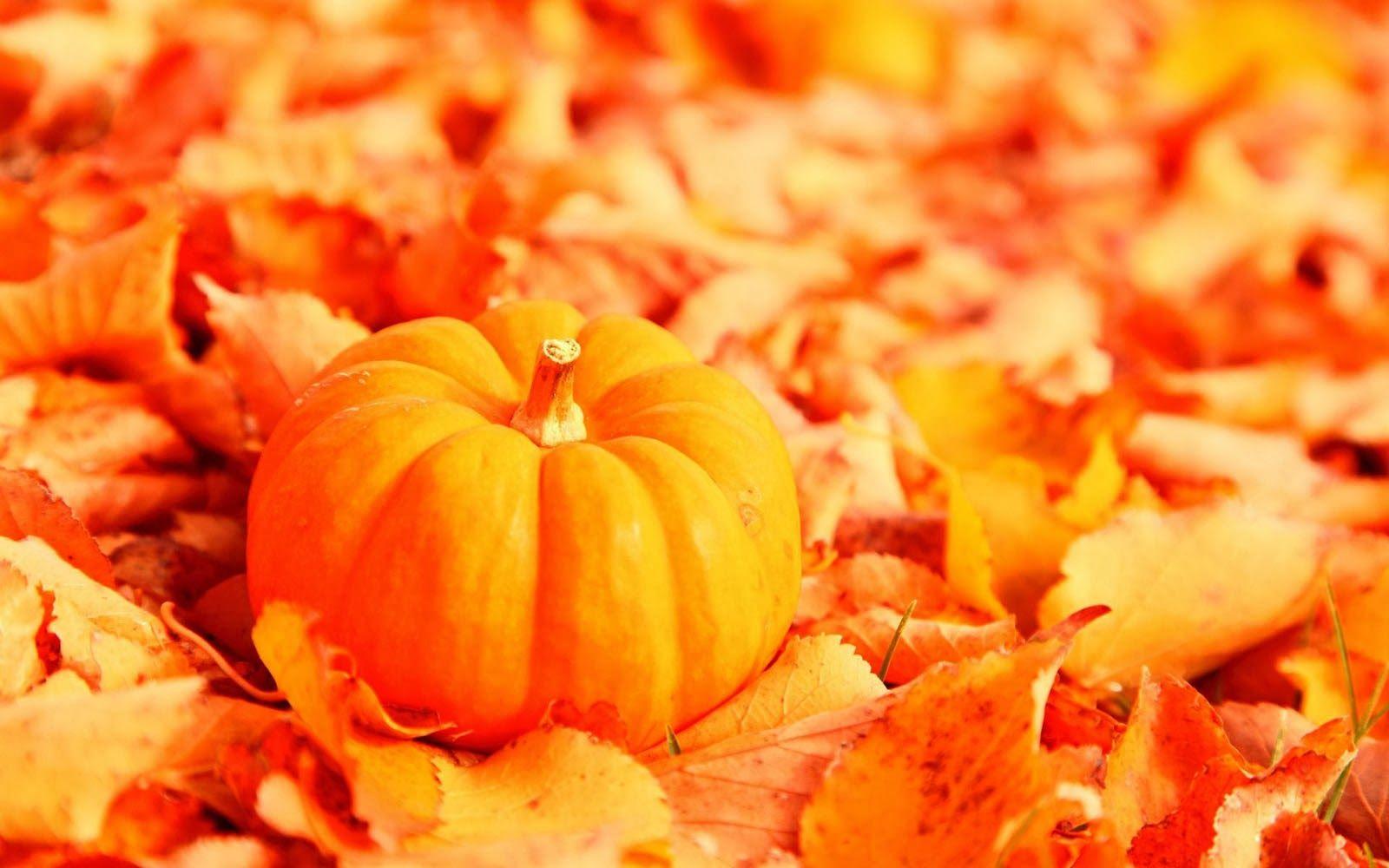 1600x1000 Pumpkin Wallpaper
