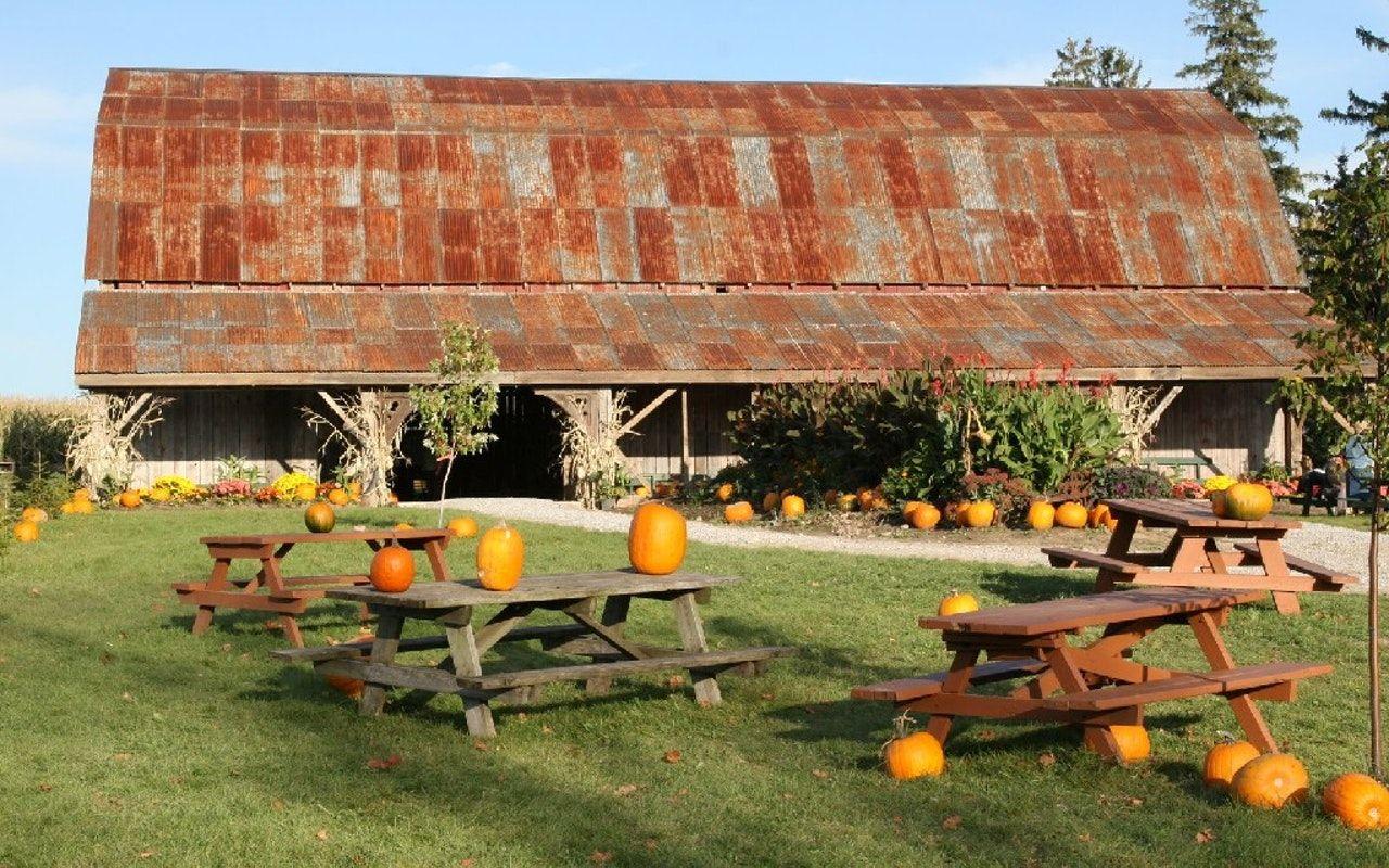 1280x800 Knox Pumpkin Farm