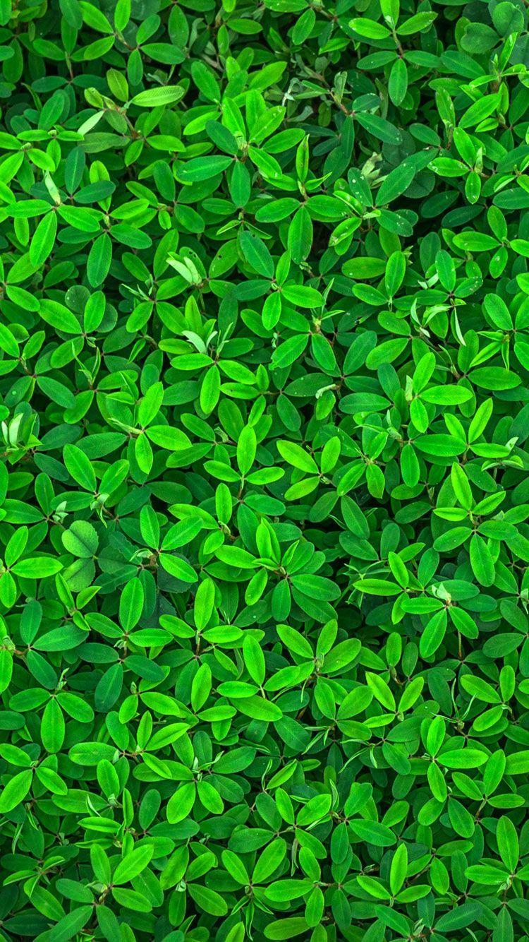 750x1334 Green iPhone Wallpaper