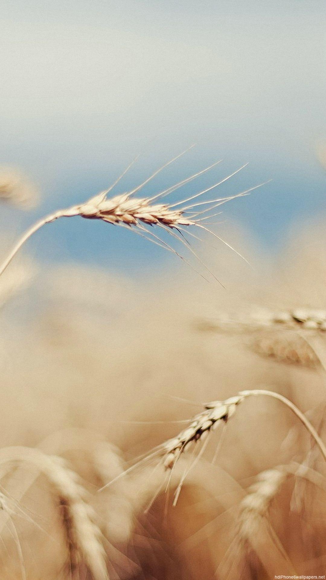 1080x1920 Gold iPhone 6 Wallpaper (image in Collection)