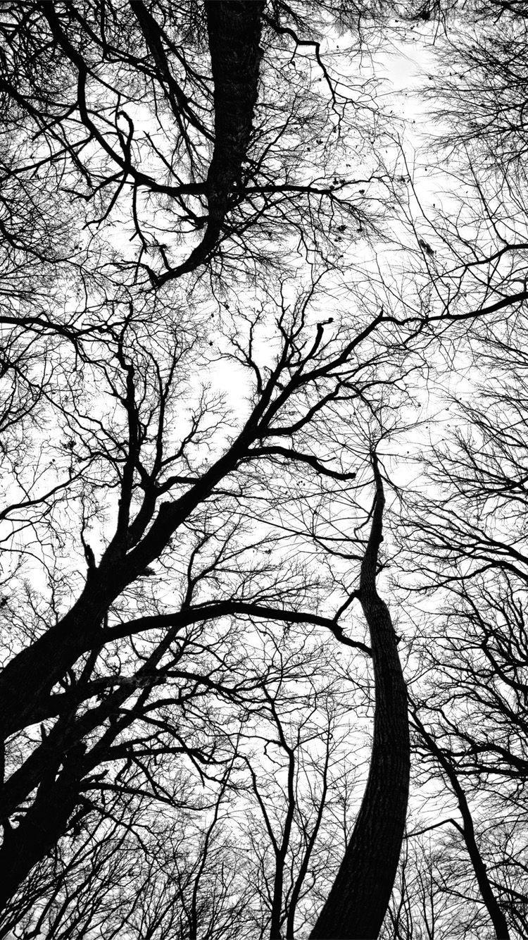 Black and White Tree iPhone Wallpapers - Top Free Black and White Tree  iPhone Backgrounds - WallpaperAccess