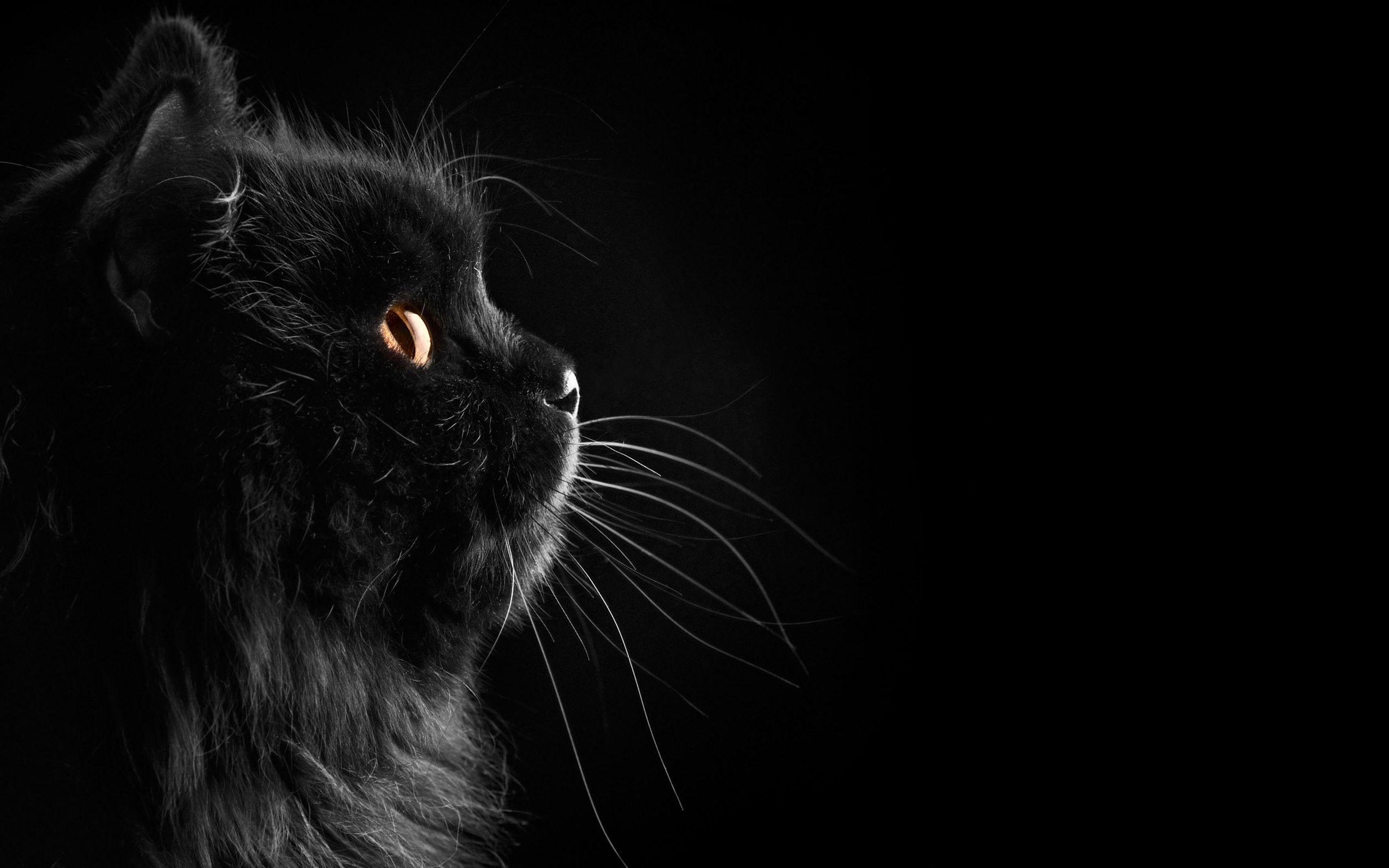 Dark Cat Wallpapers - Top Free Dark Cat Backgrounds - WallpaperAccess