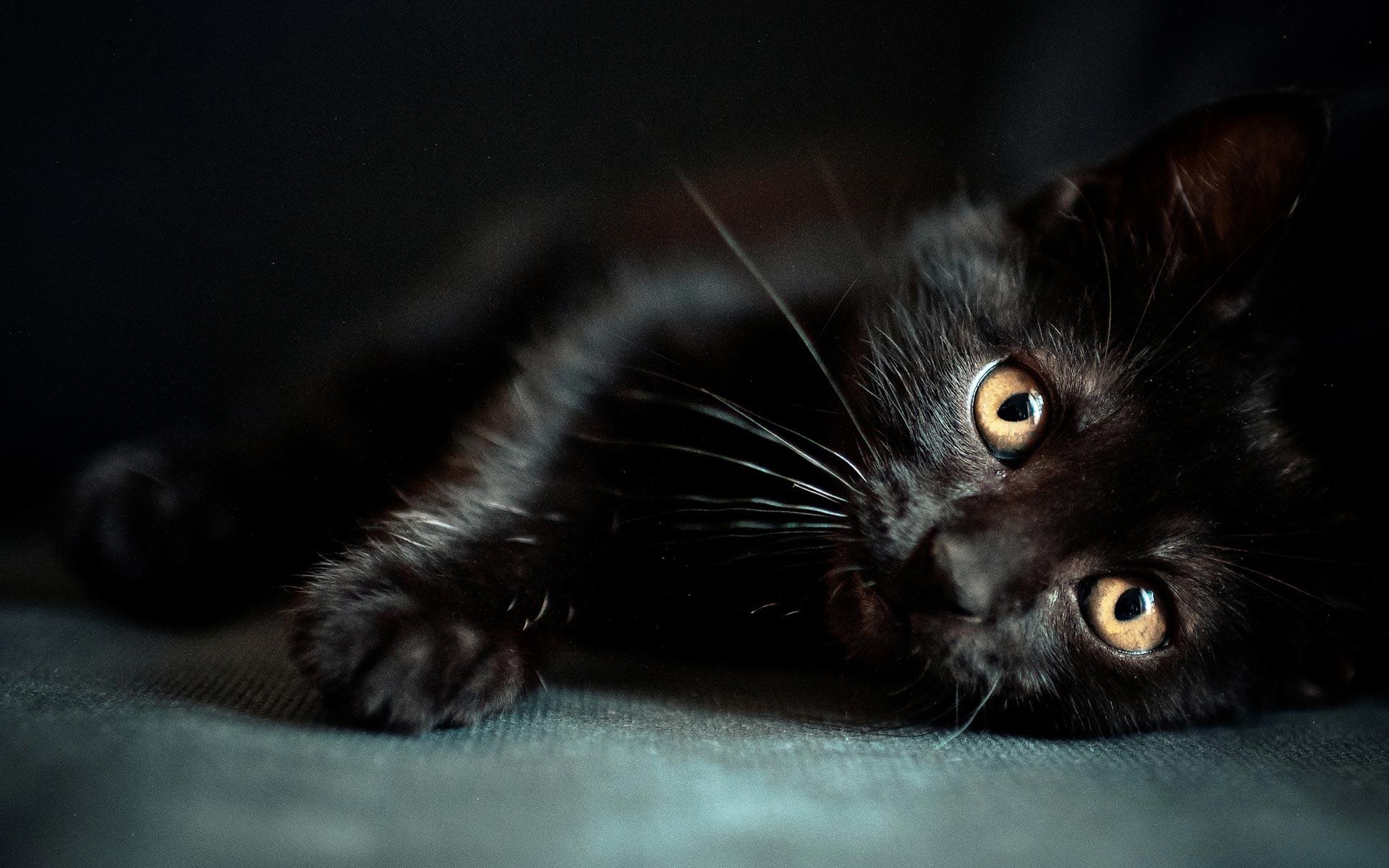 1920x1200 Halloween Black Cats Wallpaper