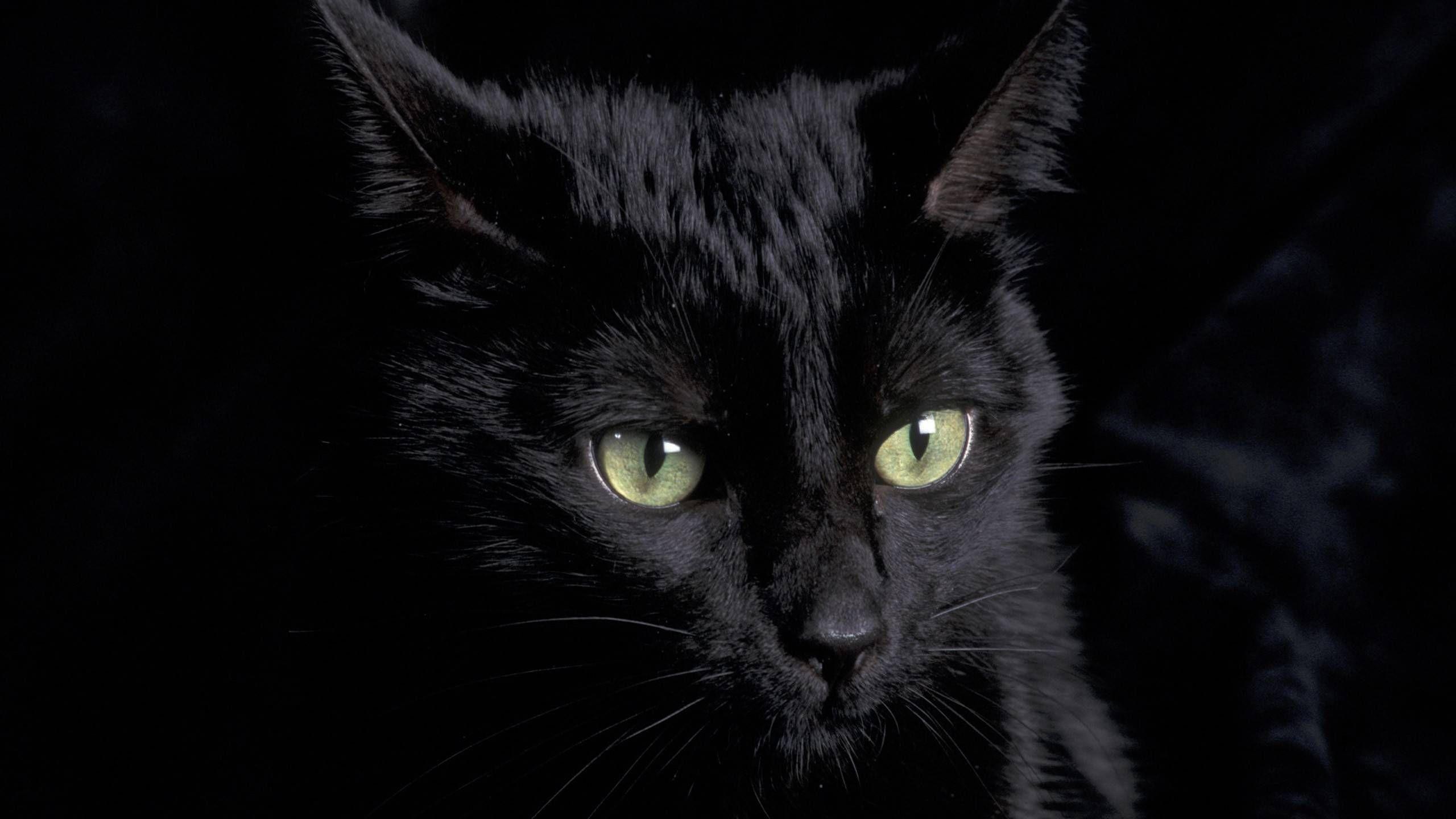 2560x1440 Halloween Black Cats Wallpaper Clipart
