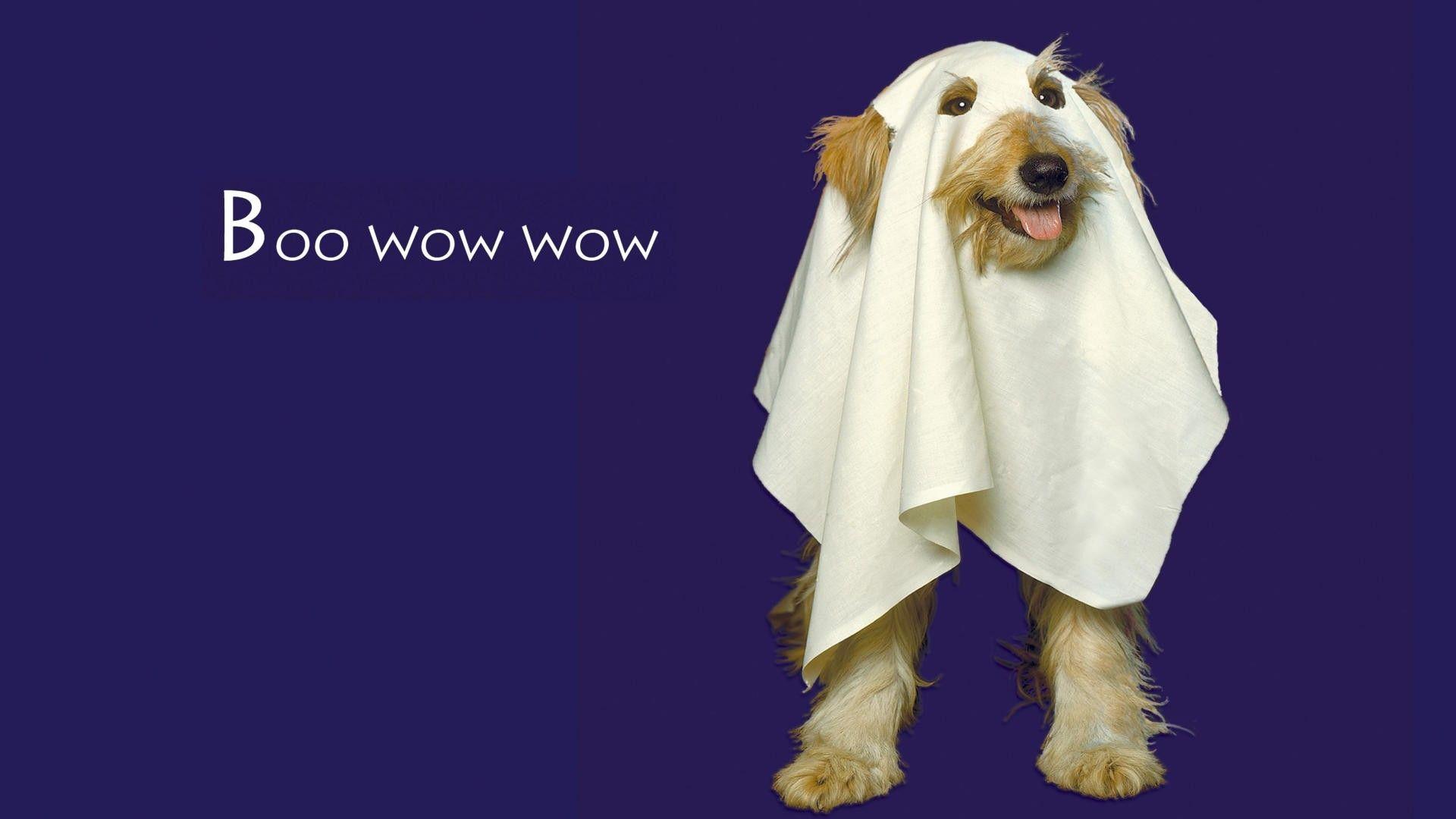 1920x1080 Halloween Pets Wallpaper