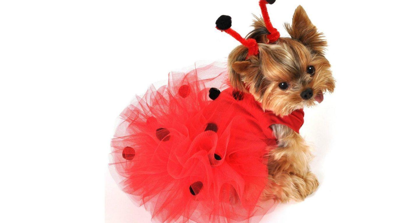 1366x768 Halloween Puppy Wallpaper
