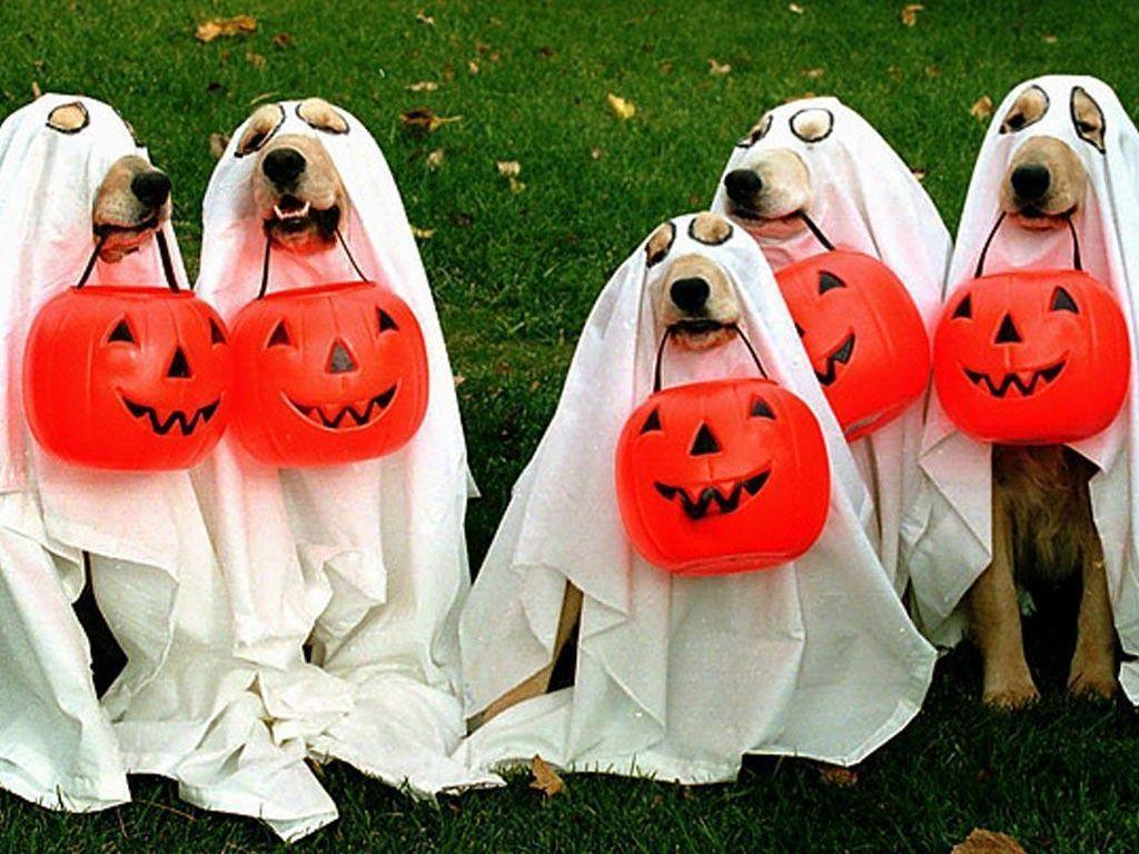 1024x768 Halloween Dogs Wallpaper
