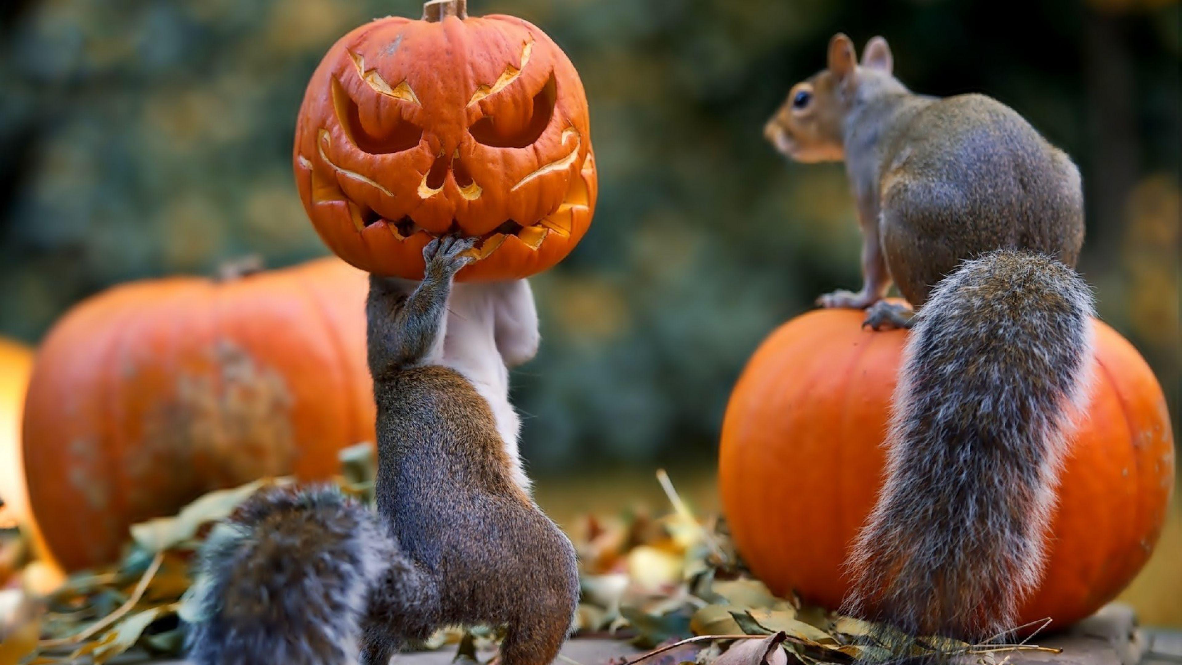 3840x2160 Funny Squirrel with Halloween Pumpkin Face Mask widescreen