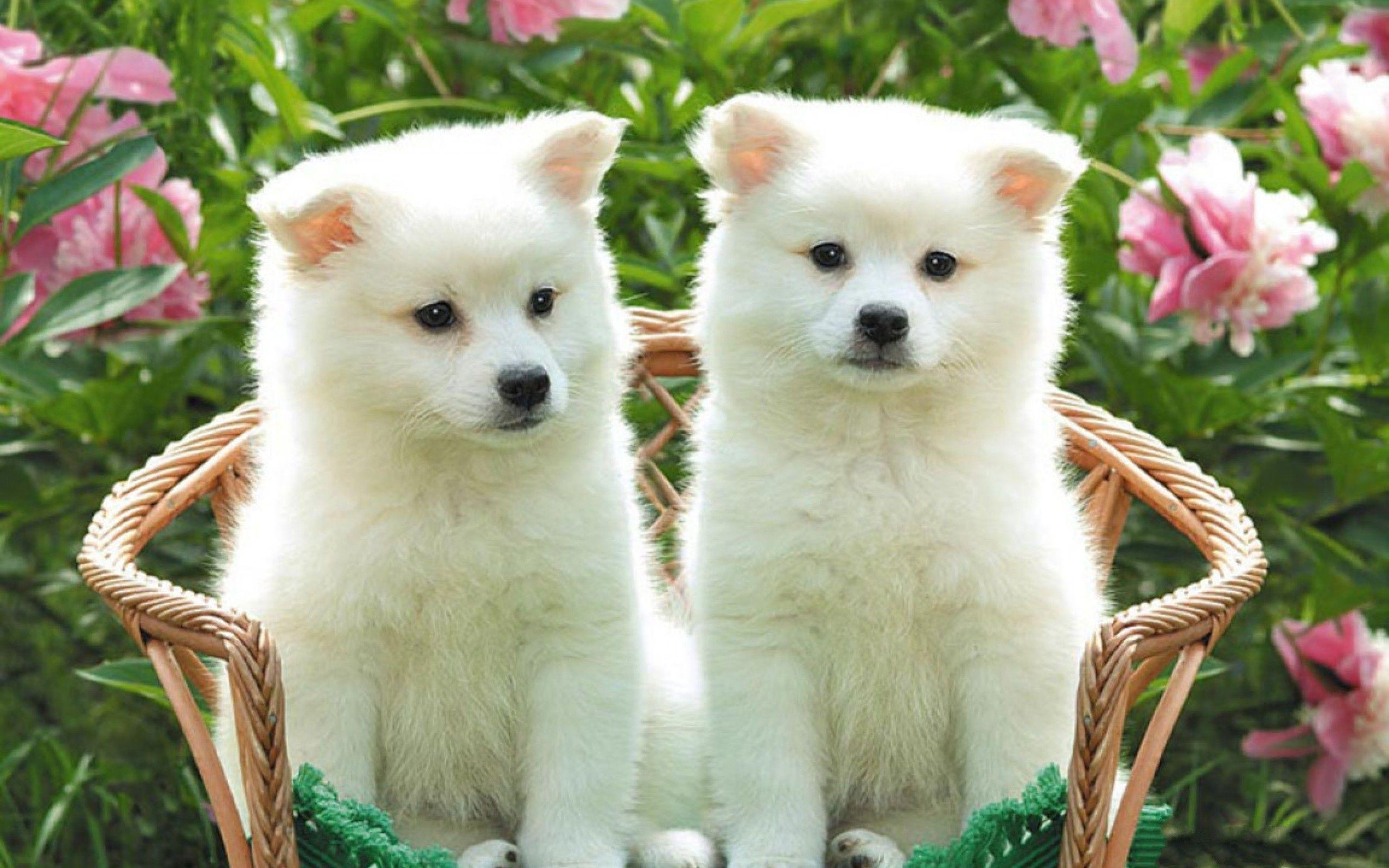 2560x1600 Dog Ready For Halloween wallpaper Gallery