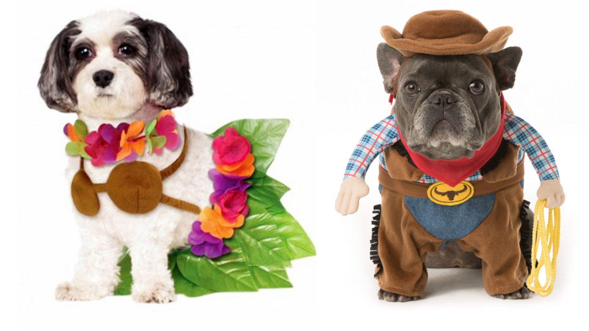 1920x1080 Halloween dog costume ideas: 32 easy, cute costumes