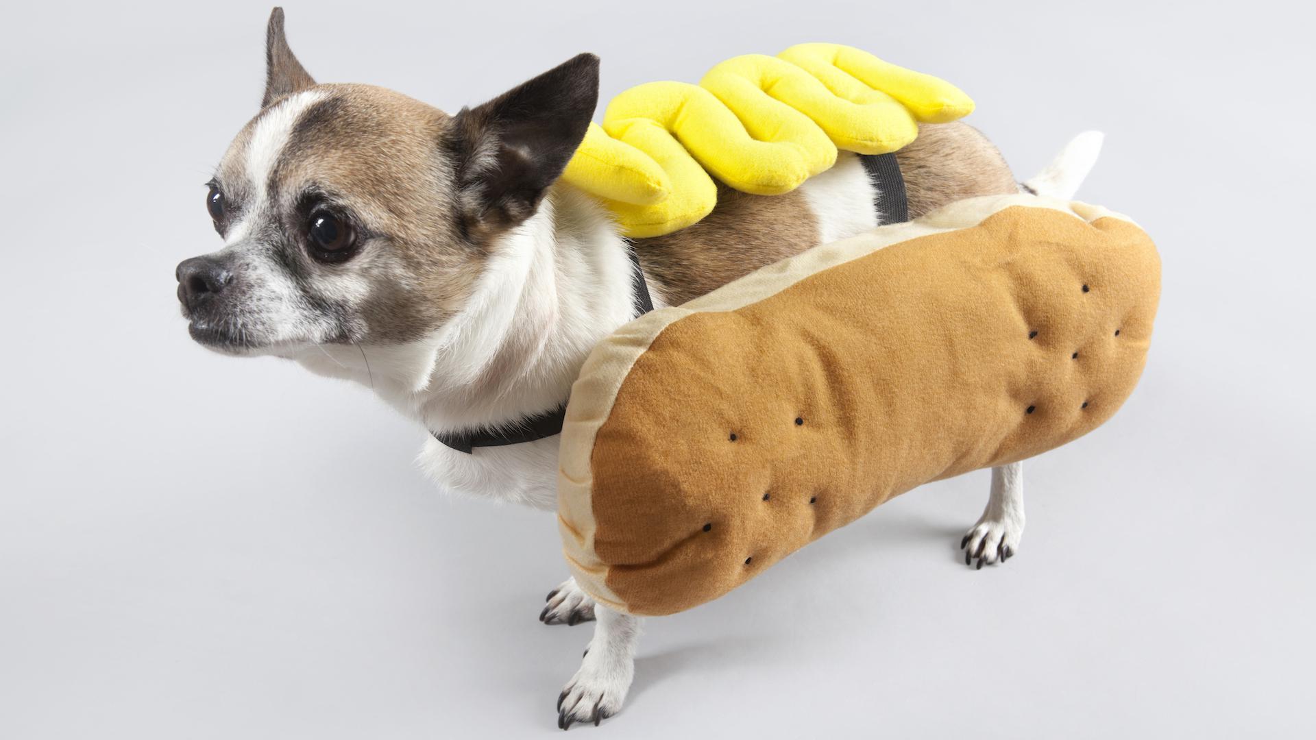 1920x1080 Top Cutest Dog Costumes For Small Dogs Wallpaper With Cute