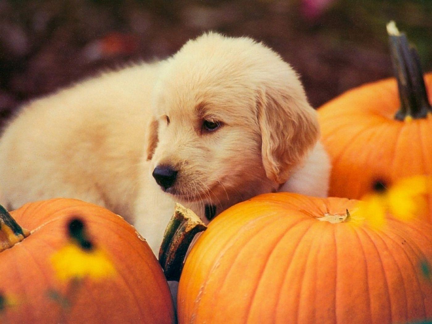Cute Puppy Halloween Wallpapers - Top Free Cute Puppy Halloween
