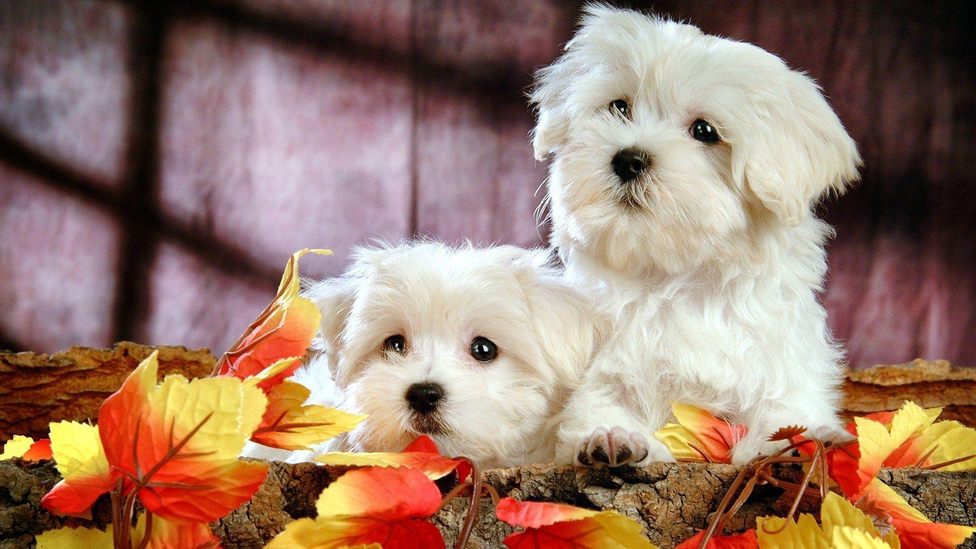 Cute Puppy Halloween Wallpapers - Top Free Cute Puppy Halloween Backgrounds - WallpaperAccess