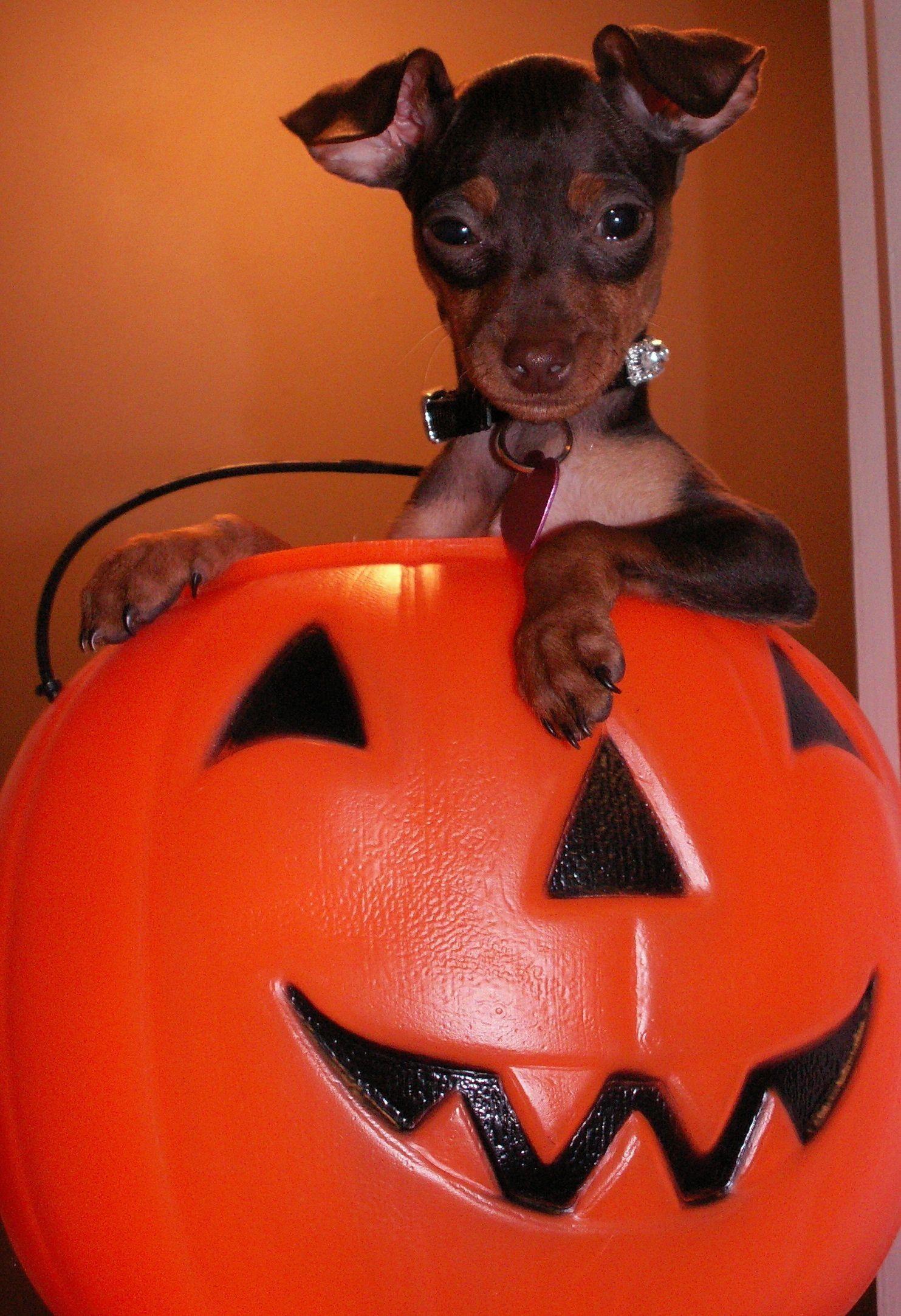 1483x2164 Halloween Pets Wallpaper