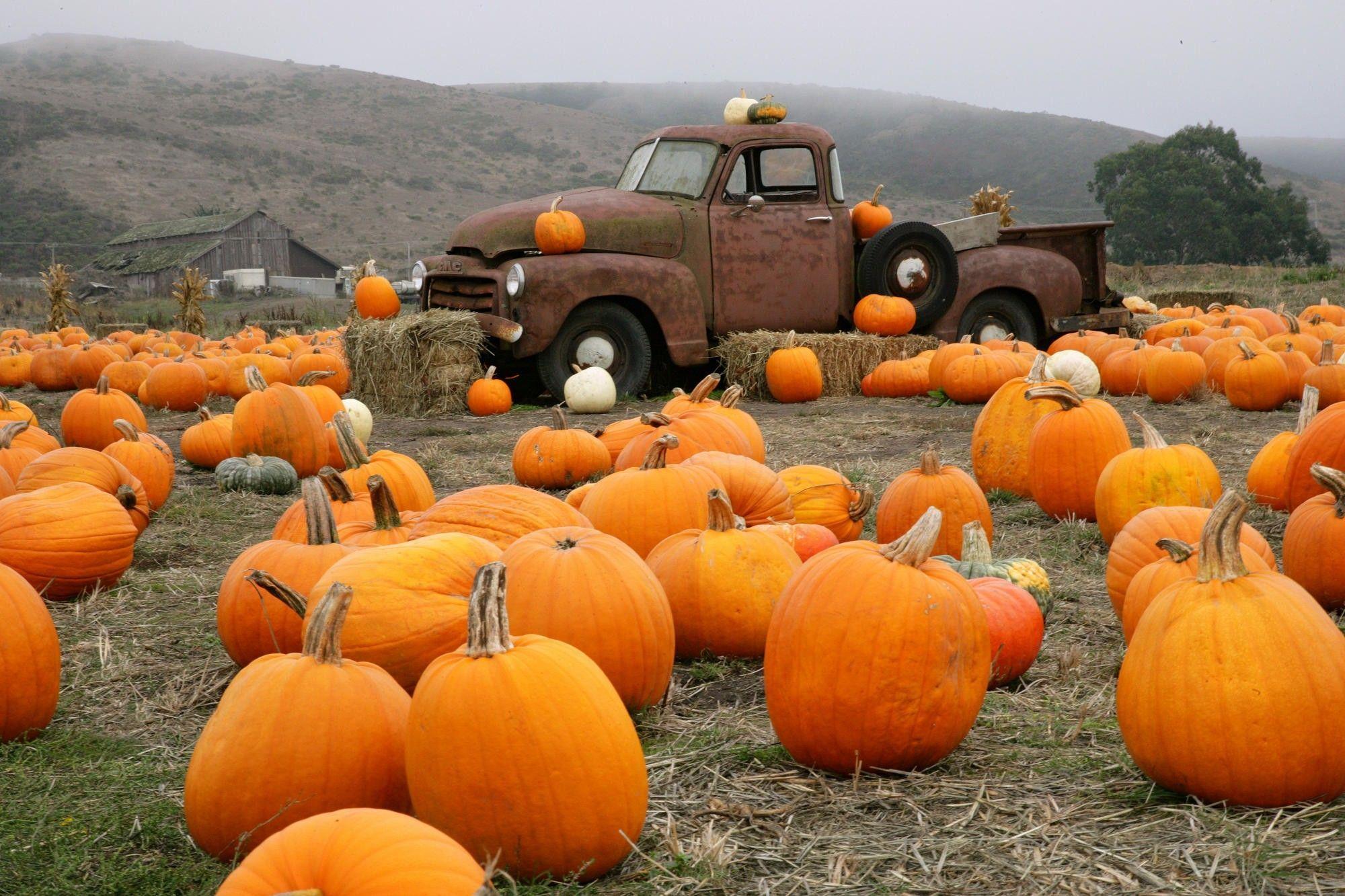 2000x1333 Pumpkin Wallpaper Free