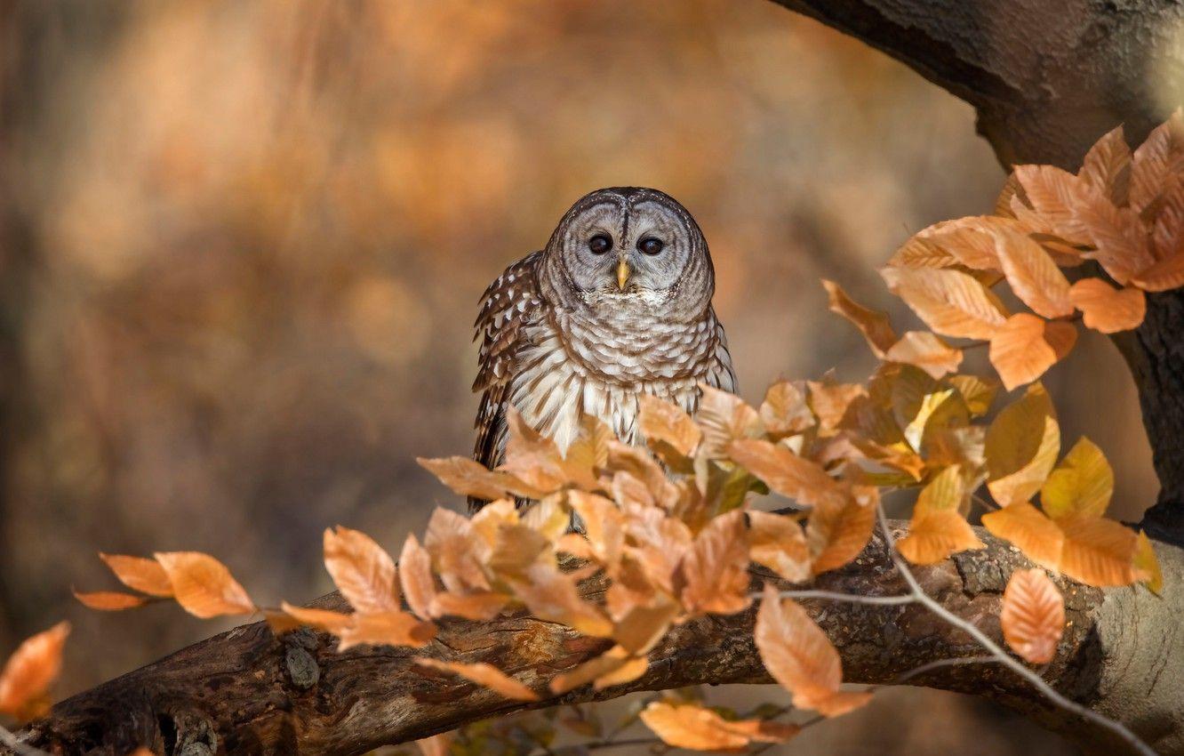 Cute Fall Owl Wallpaper