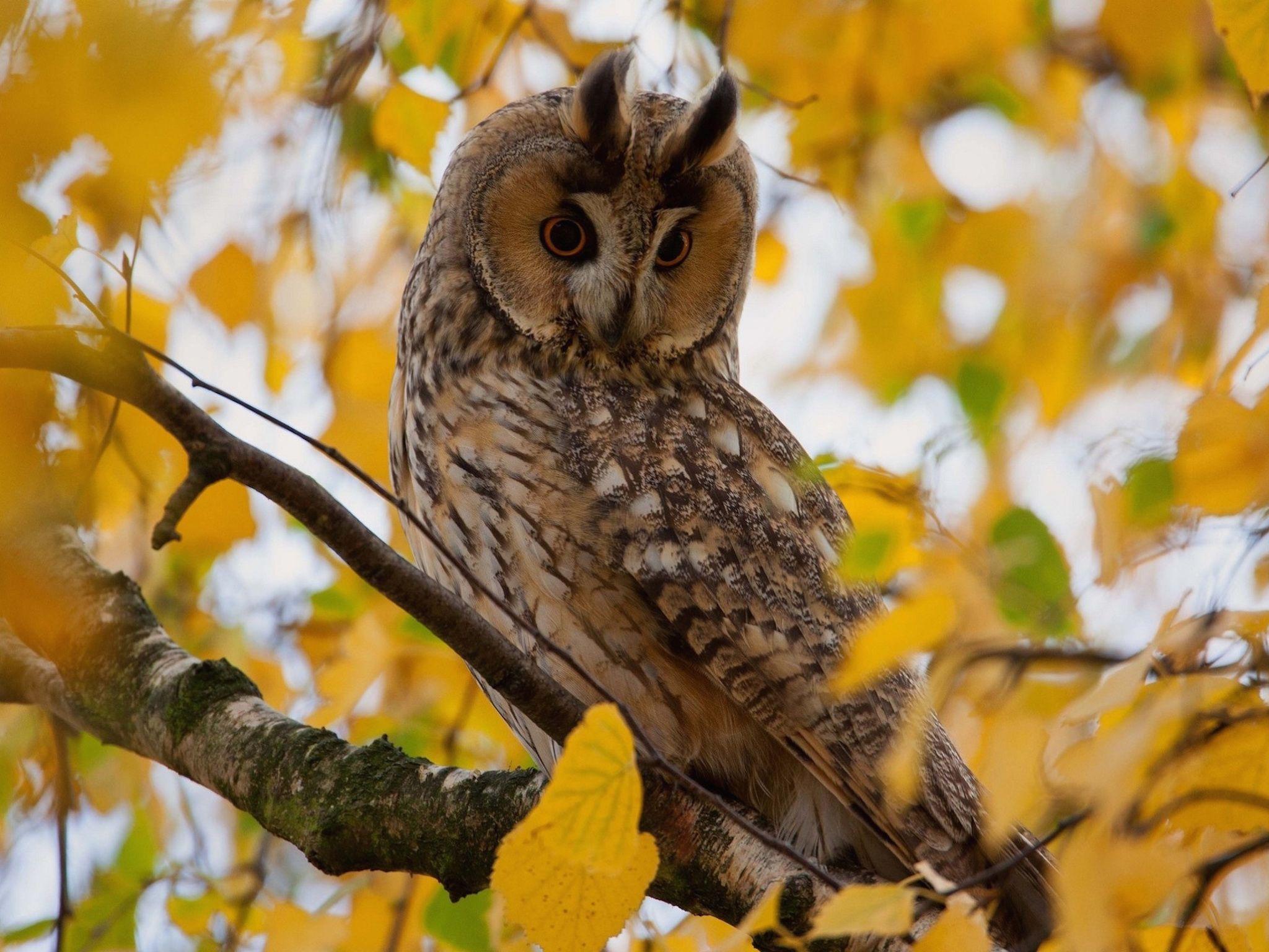 2048x1536 Autumn Owl Wallpaper