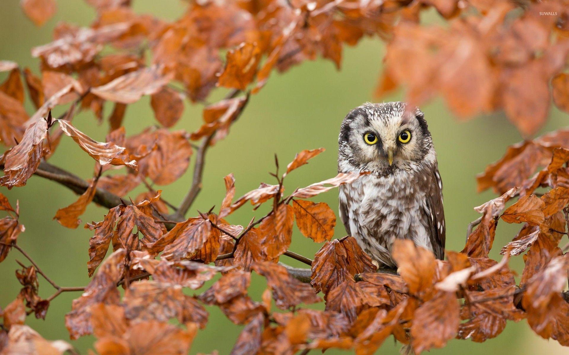 Fall Owl Wallpapers - Top Free Fall Owl Backgrounds - WallpaperAccess