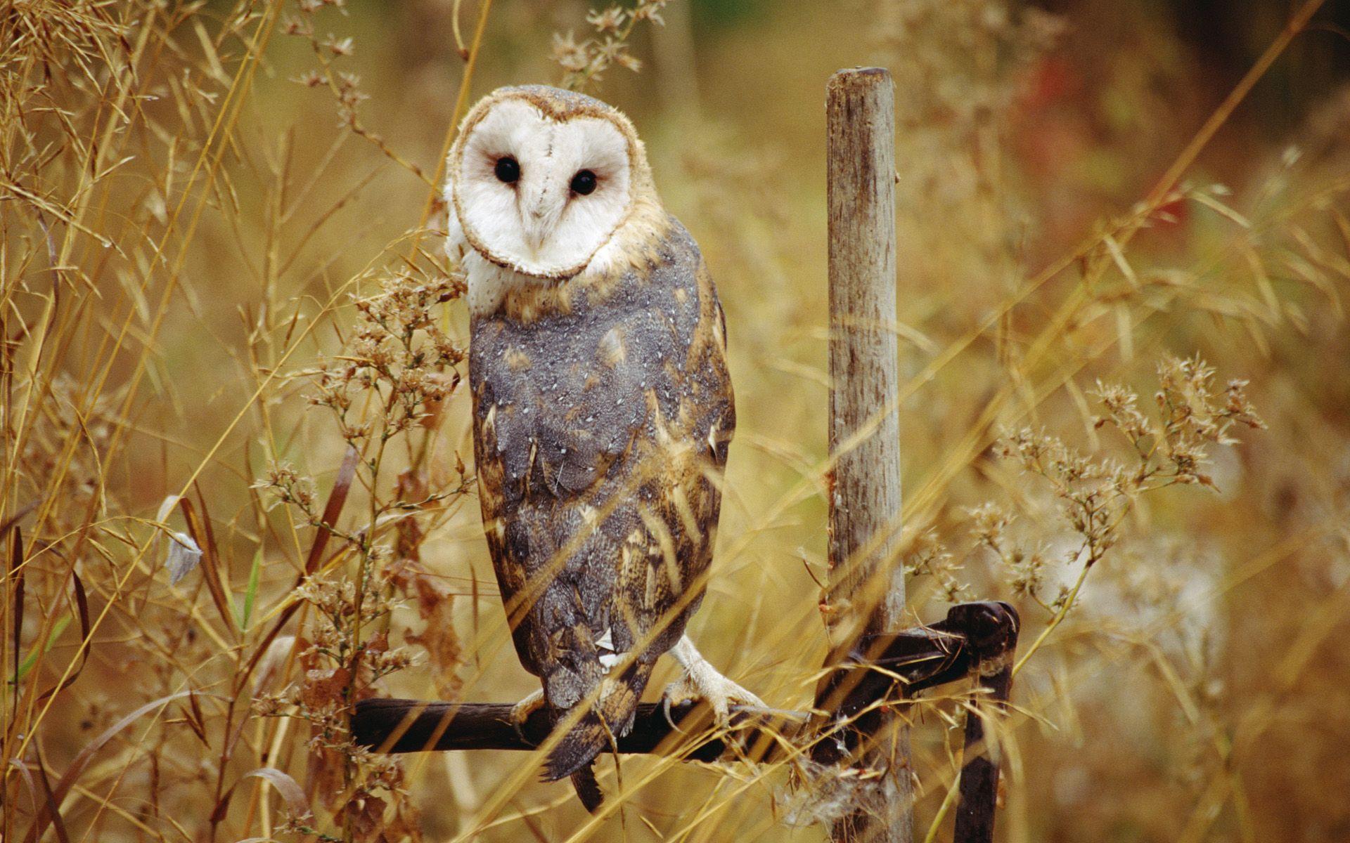1920x1200 Barn owl HD Wallpaper
